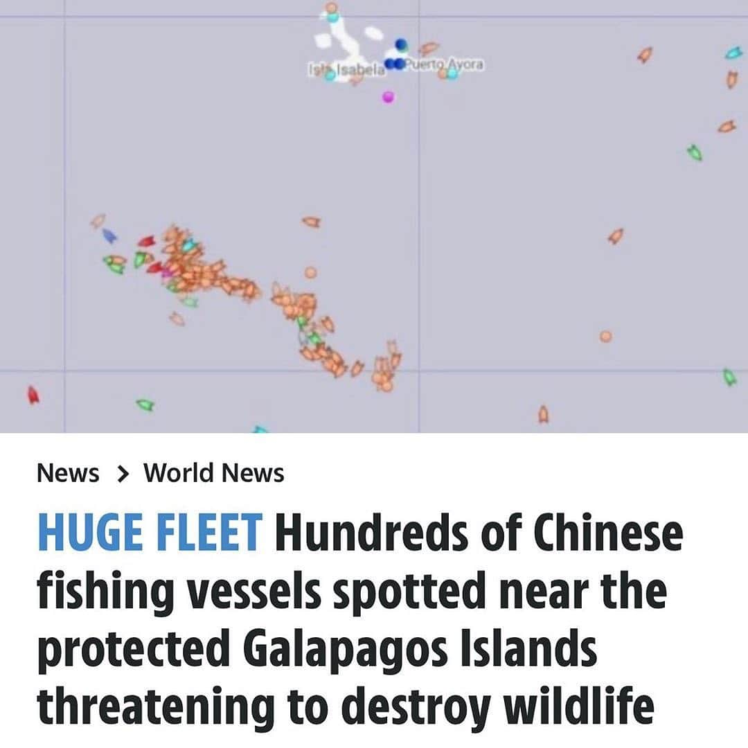 ジェイソン・モモアさんのインスタグラム写真 - (ジェイソン・モモアInstagram)「Repost from @savethereef • BREAKING NEWS: A 260 boat-strong Chinese fishing fleet has been detected surrounding the Galapagos islands off the coast of Ecuador, according to the country’s navy. WE MUST ALL SIGN THE PETITION TO PROTECT THE WILDLIFE THERE & SHARE THIS TO MAKE THIS GO VIRAL so the ships stop disturbing this UNESCO World Heritage Site celebrated for its unique wildlife and biodiversity! Currently, the ships are outside a 188-mile wide exclusive economic zone around the island, but their presence has already raised the prospect of serious damage to the delicate marine ecosystem, said a former environment minister, Yolanda Kakabadse. “This fleet’s size and aggressiveness against marine species is a big threat to the balance of species in the Galápagos.” On Monday, Kakabadse was put in charge of designing a “protection strategy” for the islands, which lie 563 miles west of the South American mainland and we MUST all help protect this important ecosystem by signing the petition to stop allowing these vessels to get away with this (see link in our story/highlights) and sharing this with everyone we know because it’s going to take widespread international pressure and much more news coverage to stop this environmental tragedy from happening! We cannot allow a repeat of 2017 when the Ecuadorean Navy captured a Chinese vessel, The Fu Yuan Yu Leng 999, which was part of a similar-sized fishing fleet, and found to be carrying 300 tons of marine wildlife, with more than 6,000 illegally killed sharks. WE CANNOT ALLOW THAT TO HAPPEN AGAIN HERE so please sign the petition/share this news with your followers & tag people, celebrities, influencers and news media who need to see it and let’s protect the marine life of the Galápagos Islands! Thank you for the heads up @sosgalapagos @jim_abernethy #galapagosislands #saveouroceans #stopillegalfishing #karmagawa #savethereef」7月29日 14時45分 - prideofgypsies