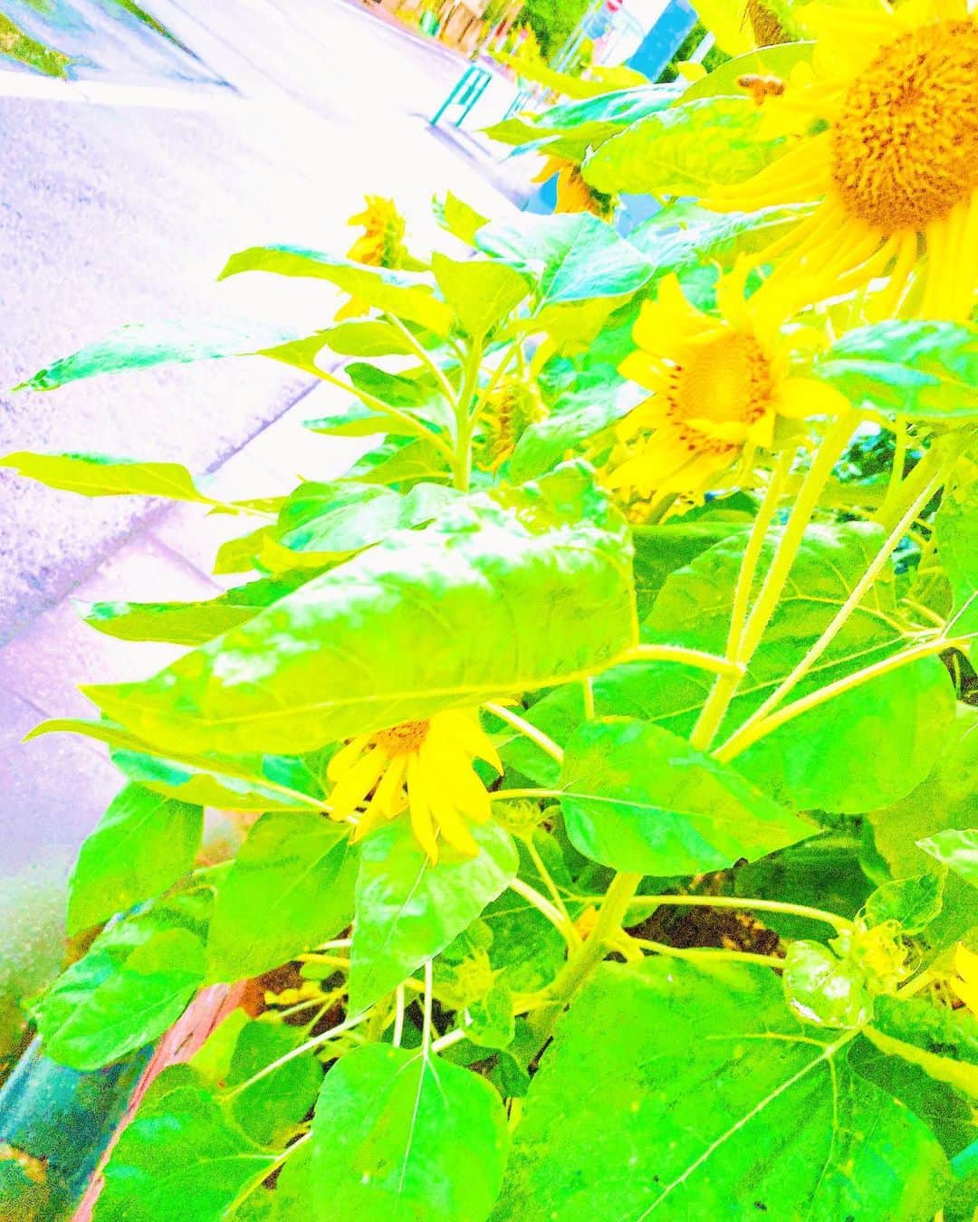 大越かず江さんのインスタグラム写真 - (大越かず江Instagram)「✨想いにのせて✨  素敵な向日葵🌻  この向日葵達は何を想い何を伝えたいのだろう？？？  見ているだけで元気になれる🌻  なんて素敵なんだろう🌻(*¯︶¯♥🌻   +♥+:;;;:+♥+:;;;:+♥+:;;;:+♥+:;;;:+♥+  ✨ Put my thoughts on ✨  Nice sunflower 🌻  What do these sunflowers think and what do they want to convey? ? ?  Just looking at it makes you feel better 🌻  What a wonderful 🌻(*¯︶¯♥🌻   +♥+:;;;:+♥+:;;;:+♥+:;;;:+♥+:;;;:+♥+   #シミウスアンバサダーサポーターズ   #想い   #thoughts   #向日葵   #sunflowers🌻」7月29日 15時03分 - bluemoonseasky