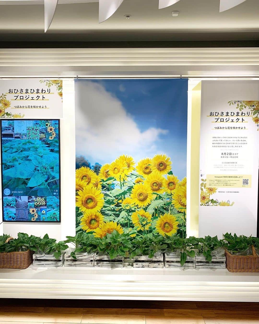 ISETAN PARK netさんのインスタグラム写真 - (ISETAN PARK netInstagram)「【おひさまひまわりプロジェクト】 〜東京で育てたひまわりの花を咲かせよう〜  「太陽に向かって咲くひまわりのようにみんなに上を向いて笑ってほしい。」という思いを込めて、東京の農家の皆さまが力を合わせて育てたミニひまわりを、つぼみから育てて花を咲かせてみませんか？☀️🌻  花農家の皆さまの「ひまわりを配って世の中を元気づけたい！」という願いをこめて、本館5階=特設会場にて、各日400鉢、合計2,000鉢を先着でプレゼントいたします。  【おひさまひまわりプロジェクト】 ■7月29日（水）〜8月2日（日） ■本館5階=特設会場  ◇協力：JA青壮年組織協議会 ※数に限りがございますので、なくなり次第終了とさせていただきます。  ひまわり畑をイメージしたフォトスポットも登場📸！ 伊勢丹新宿店ライフデザイン公式アカウント @life_design_isetanshinjuku をフォローして、 「#伊勢丹おひさまひまわり」をつけて店内のひまわりフォトスポットや育てたヒマワリの写真をシェアしていただくと、特設会場のモニターに画像が随時アップされます。 投稿やいいねをすることで、東京の花農家に声援が届きます。  #伊勢丹おひさまひまわり #おひさまひまわり #おひさまひまわりプロジェクト #ひまわり #ヒマワリ #向日葵 #ミニひまわり #花農家支援 #ひまわりプレゼント #都青協 #JA東京青壮年組織協議会 #都市農業 #伊勢丹 #新宿伊勢丹 #伊勢丹新宿 #伊勢丹新宿店 #TOKYO #SHINJUKU #ISETAN」7月29日 15時11分 - isetan_shinjuku