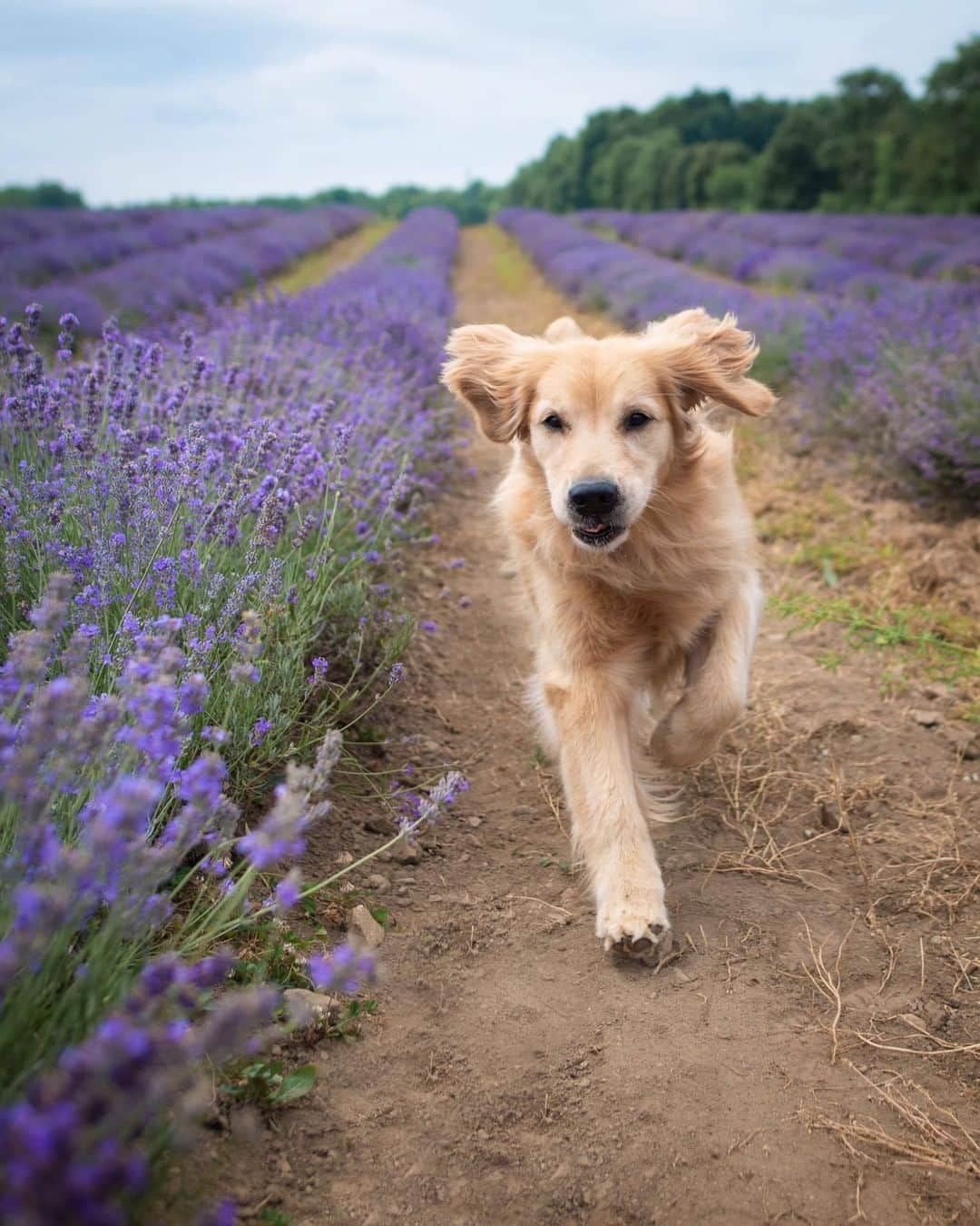 8crapさんのインスタグラム写真 - (8crapInstagram)「“Don’t you wish you could scratch & sniff the lavender! 💜” - Want to get featured like them? Join “The Barked Club” on FACEBOOK and post something now! 👉 barked.com - 📷 @lizzie.bear - #TheBarkedClub #barked #dog #doggo #GoldenRetriever #GoldenRetrievers」7月30日 1時00分 - barked