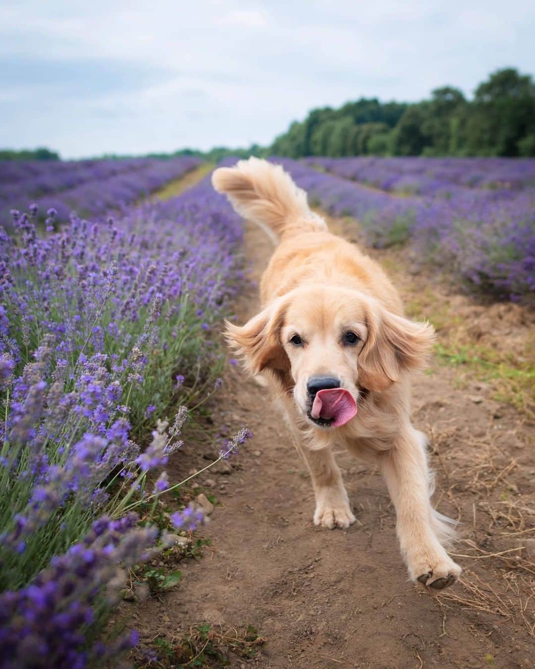 8crapさんのインスタグラム写真 - (8crapInstagram)「“Don’t you wish you could scratch & sniff the lavender! 💜” - Want to get featured like them? Join “The Barked Club” on FACEBOOK and post something now! 👉 barked.com - 📷 @lizzie.bear - #TheBarkedClub #barked #dog #doggo #GoldenRetriever #GoldenRetrievers」7月30日 1時00分 - barked
