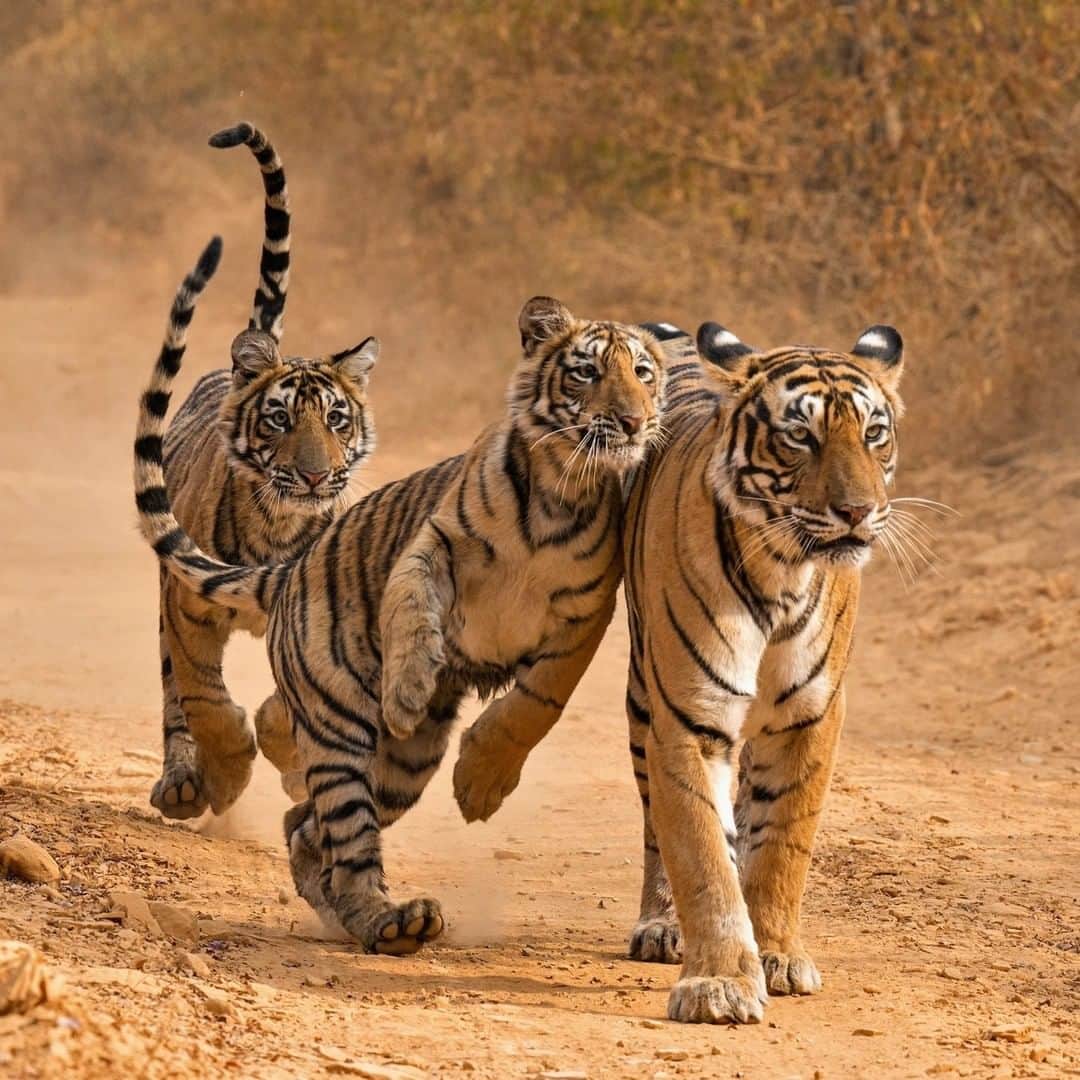 アニマルプラネットさんのインスタグラム写真 - (アニマルプラネットInstagram)「Show us those stripes, it’s Global Tiger Day! Click on the link in our bio to browse our tiger gallery on discovery.com and learn more about the #projectCAT initiative.  . . . . . . . #tiger #tigers #globaltigerday #internationaltigerday #bigcats #largepredator #endangeredspecies #animalplanet #projectcat #discovery #sciencechannel #discoveryinc #discoverycommunications #photooftheday #pictureoftheday」7月30日 1時00分 - animalplanet