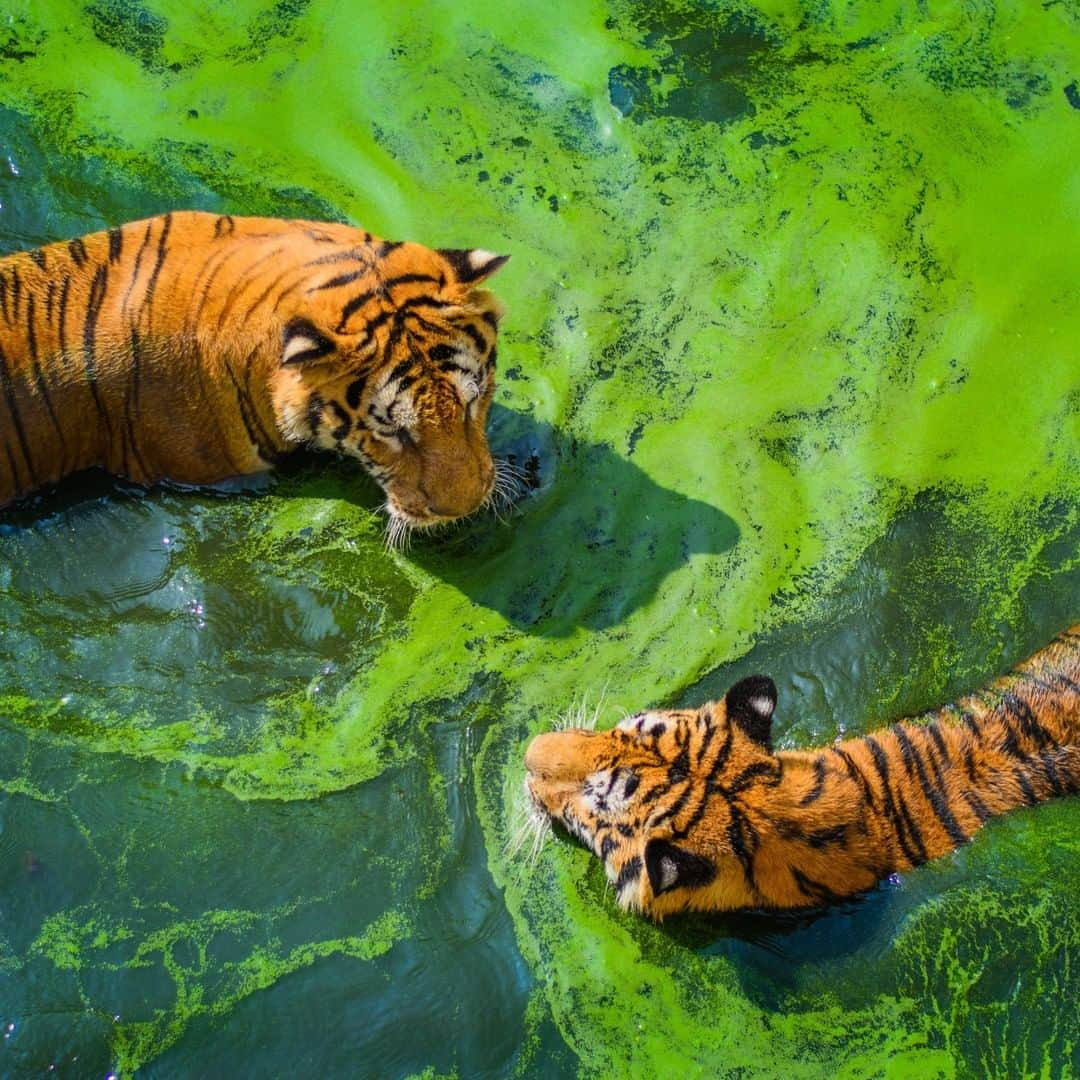 Discoveryさんのインスタグラム写真 - (DiscoveryInstagram)「Tiger numbers have grown for the first time in a century thanks to increased protections. #ProjectCAT is helping to conserve nearly six million acres of tiger habitat across 3 countries so that their population can rebound. #InternationalTigerDay   Learn more at Projectcat.Discovery.com  #Tiger #endangeredspecies #bigcatsofinstagram #wildlifephotography #tigerking #conservation」7月30日 1時07分 - discovery