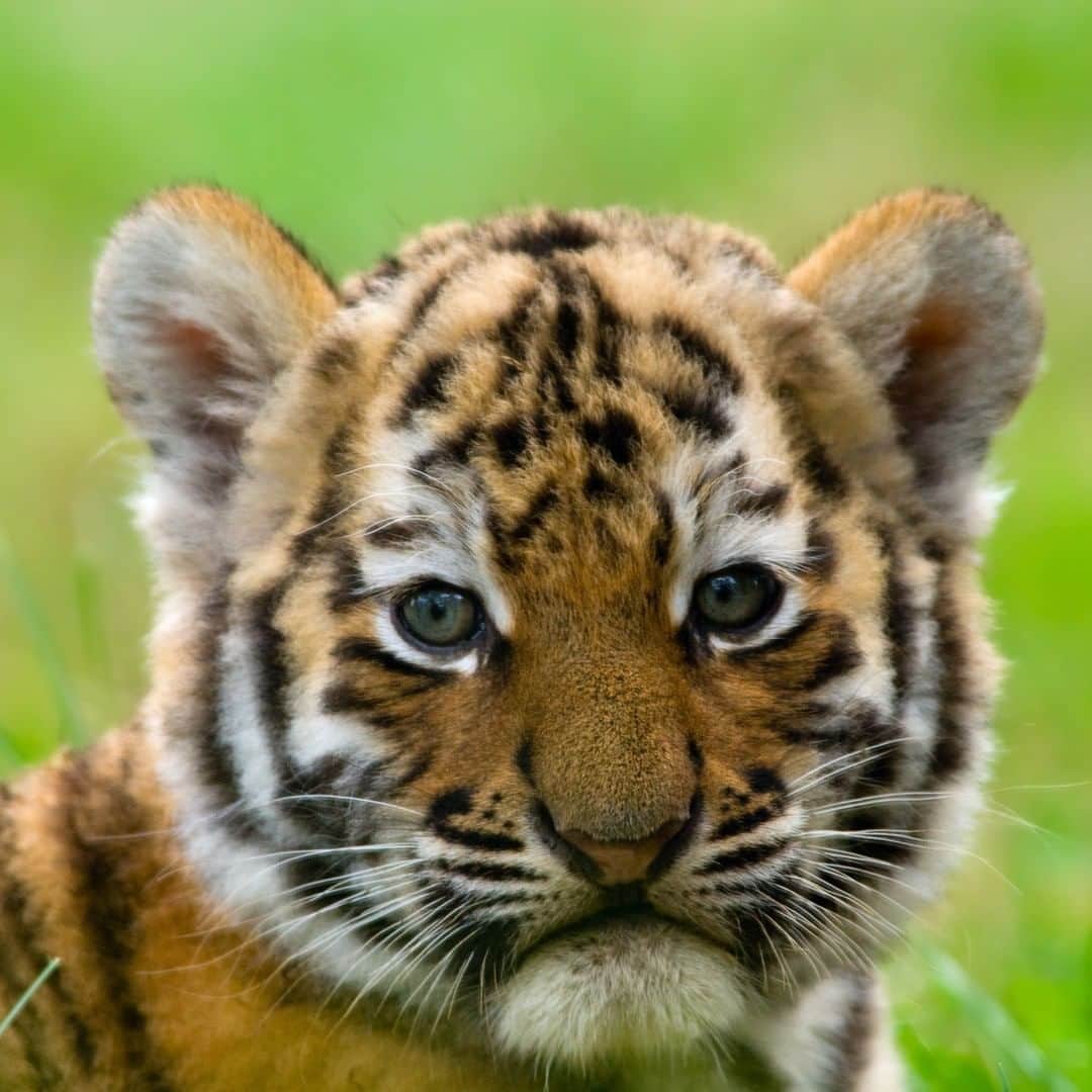 Discoveryさんのインスタグラム写真 - (DiscoveryInstagram)「Tiger numbers have grown for the first time in a century thanks to increased protections. #ProjectCAT is helping to conserve nearly six million acres of tiger habitat across 3 countries so that their population can rebound. #InternationalTigerDay   Learn more at Projectcat.Discovery.com  #Tiger #endangeredspecies #bigcatsofinstagram #wildlifephotography #tigerking #conservation」7月30日 1時07分 - discovery