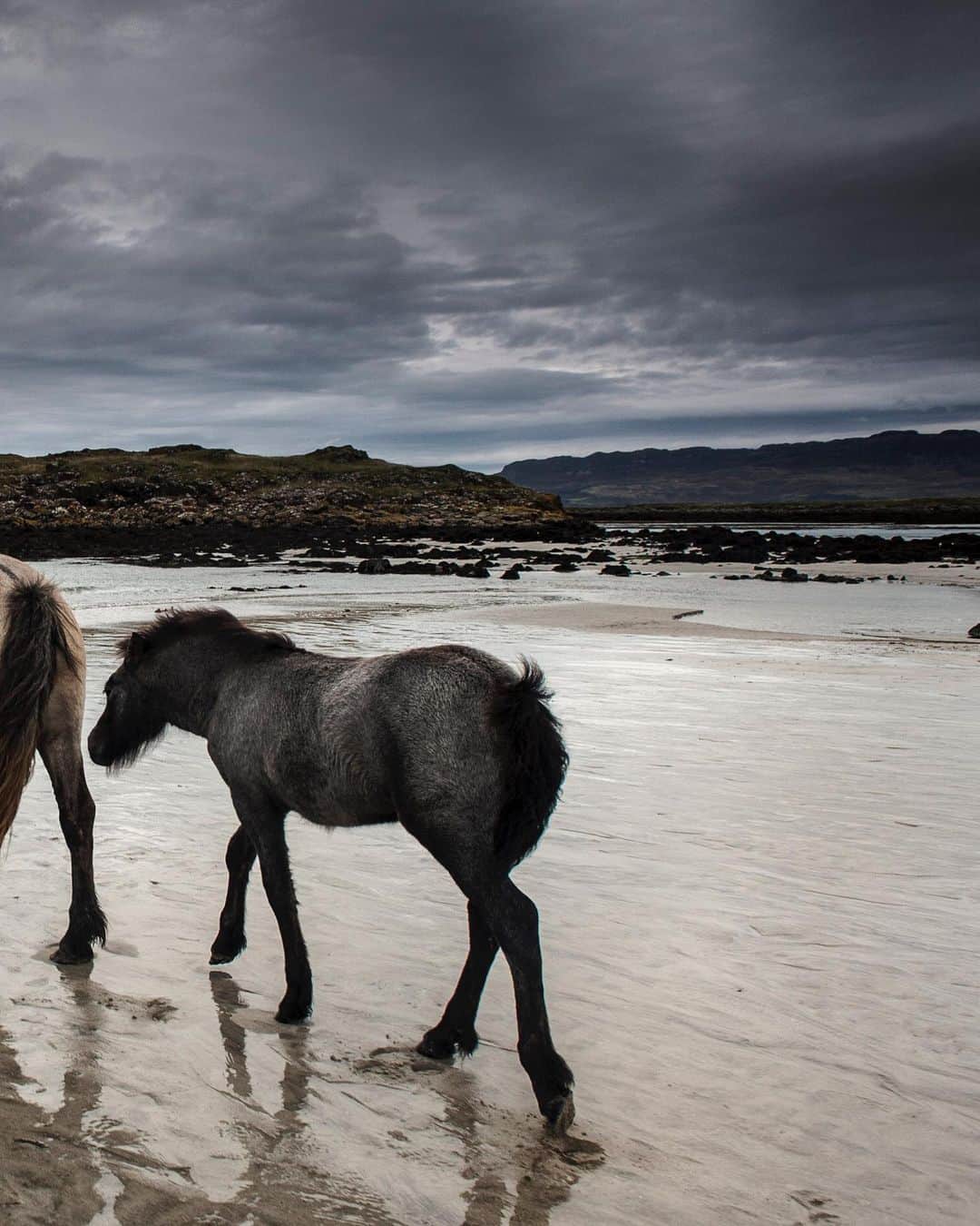 National Geographic Travelさんのインスタグラム写真 - (National Geographic TravelInstagram)「Photo by @jimrichardsonng  Something struck a nerve with me as I followed the horses out onto the beach on the Isle of Muck, one of the Small Isles in the Inner Hebrides of Scotland. The clouds swirling around distant Rum added to the feeling of wild escape, but there was more—a sense of a place indifferent to time and comfortable with quiet. If you travel to Muck, read up on Kelpies, the great mythical, shape-shifting horses that come out of the sea—and sometimes go back.  Follow me @jimrichadsonng for more Scottish adventures. #scotland」7月30日 1時07分 - natgeotravel