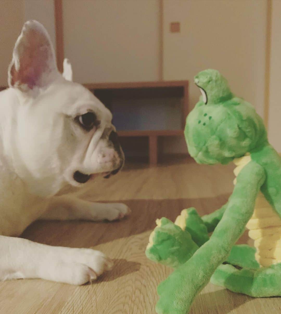 鑑田幸代のインスタグラム：「🐷🐸  #新しい #マブダチ #frenchbulldog  #frenchbulldogs  #french_bulldogs  #frenchie  #buhi  #ハニーパイド #フレブル  #グース #グーちゃん」