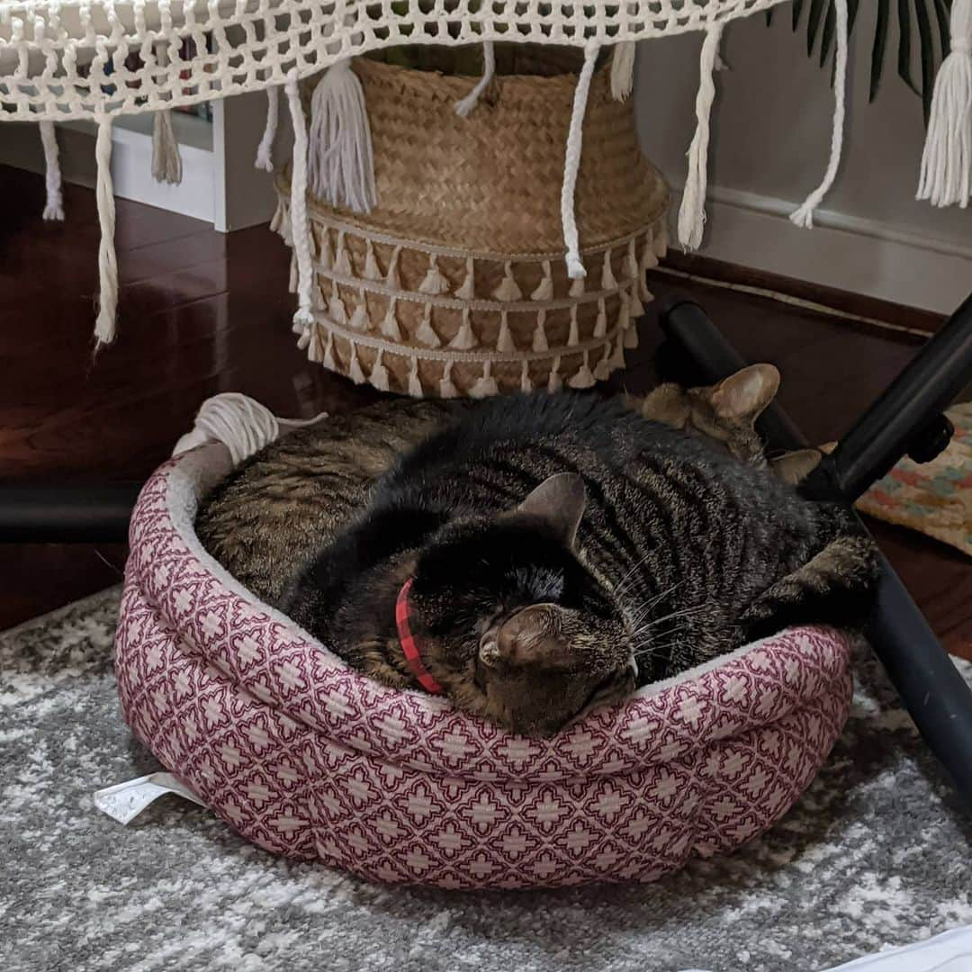 のインスタグラム：「Two beans in a bed 😸」