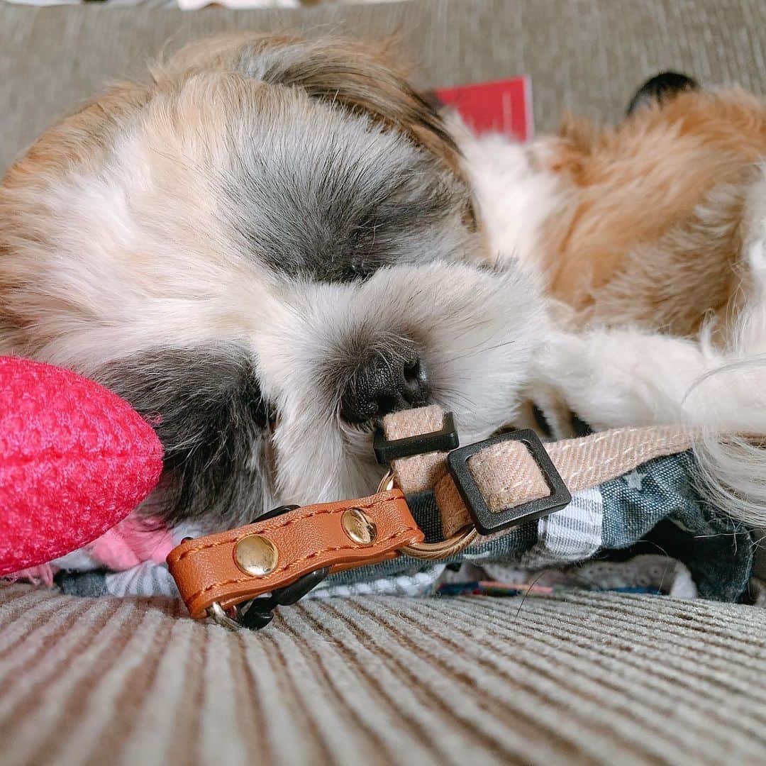 のインスタグラム：「お散歩グッズぐちゃぐちゃにして その上で寝るのが好きみたい🐶笑 . . #ペット#愛犬の散歩#真っ白#子犬#パピー#わんちゃん#わんちゃん大好き#犬好きさんと繋がりたい#犬バカ#子犬#マルチーズ#マルチーズ大好き#シーズーカット#ペットは家族#肉球#犬パンチ#肉球#ペット動画#ペットのいる生活#動物好き#犬好きな人と繋がりたい#犬すたぐらむ#シーズー大好き#わんこ#わんこのいる暮らし#shihtzu#shihtzugram#shihtzulove#shihtzulovers」