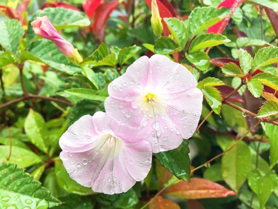 白石陽菜（桜井えりな）さんのインスタグラム写真 - (白石陽菜（桜井えりな）Instagram)「雨降り花✨ . 雨の日はお花が綺麗にみえるけど、 そろそろ梅雨明けしないかなぁー🌱」7月29日 17時25分 - haruna__408