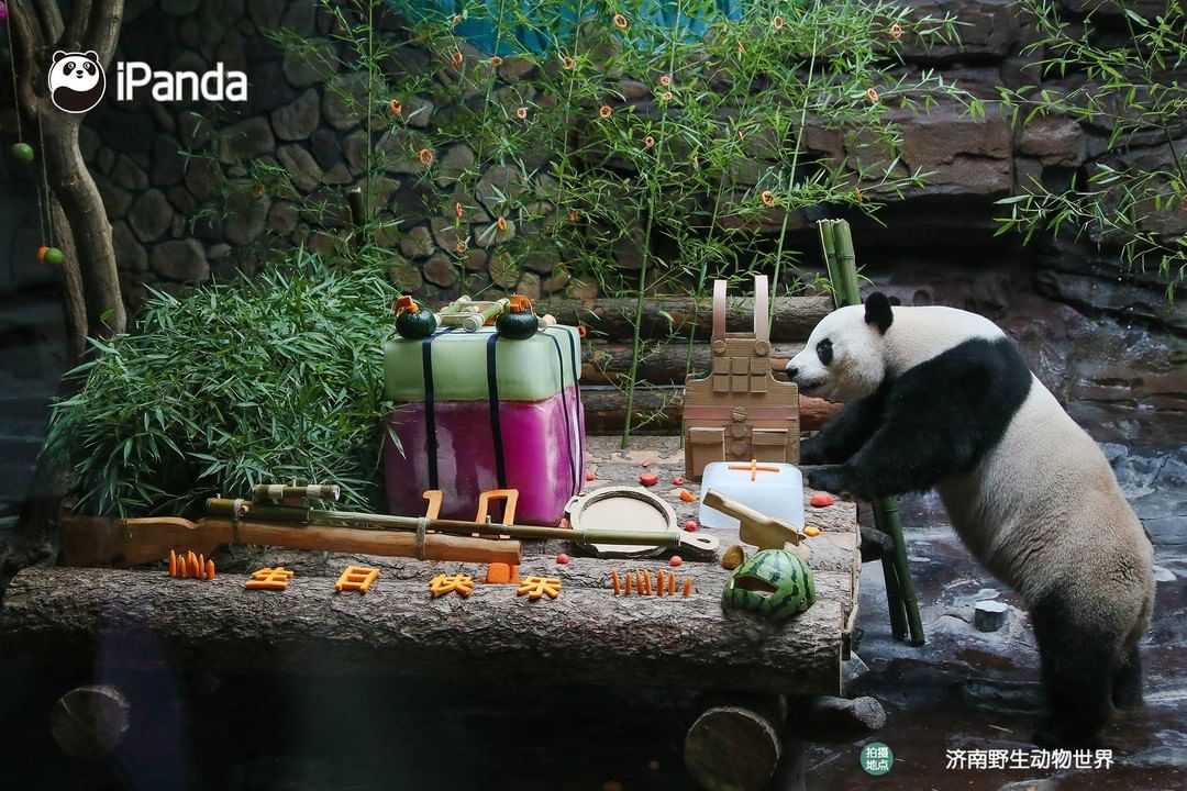 iPandaさんのインスタグラム写真 - (iPandaInstagram)「Edible satchel charge, grenade and rifle... Giant panda Er Xi at Wild World Jinan had a military-themed birthday party on his 10th birthday on July 26. Nannies are so creative! 🐼 🐾 🐼 #PandaNews #panda #ipanda #animal #pet #adorable #China #travel #pandababy #cute #photooftheday #Sichuan #cutepanda #animalphotography #cuteness #cutenessoverload」7月29日 17時30分 - ipandachannel
