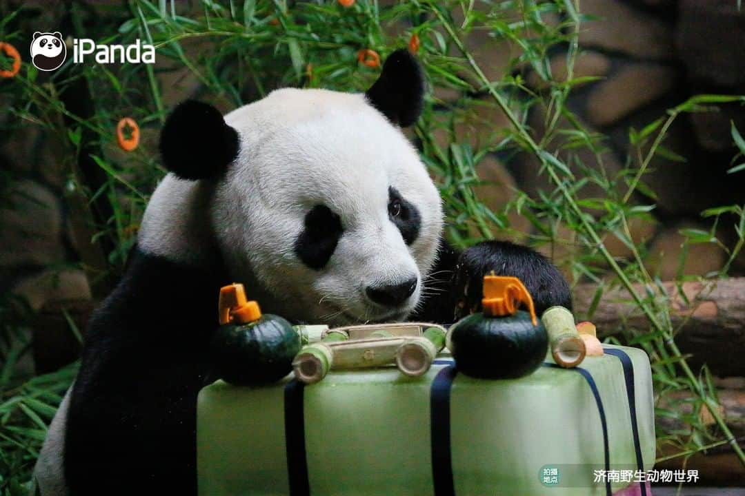 iPandaさんのインスタグラム写真 - (iPandaInstagram)「Edible satchel charge, grenade and rifle... Giant panda Er Xi at Wild World Jinan had a military-themed birthday party on his 10th birthday on July 26. Nannies are so creative! 🐼 🐾 🐼 #PandaNews #panda #ipanda #animal #pet #adorable #China #travel #pandababy #cute #photooftheday #Sichuan #cutepanda #animalphotography #cuteness #cutenessoverload」7月29日 17時30分 - ipandachannel