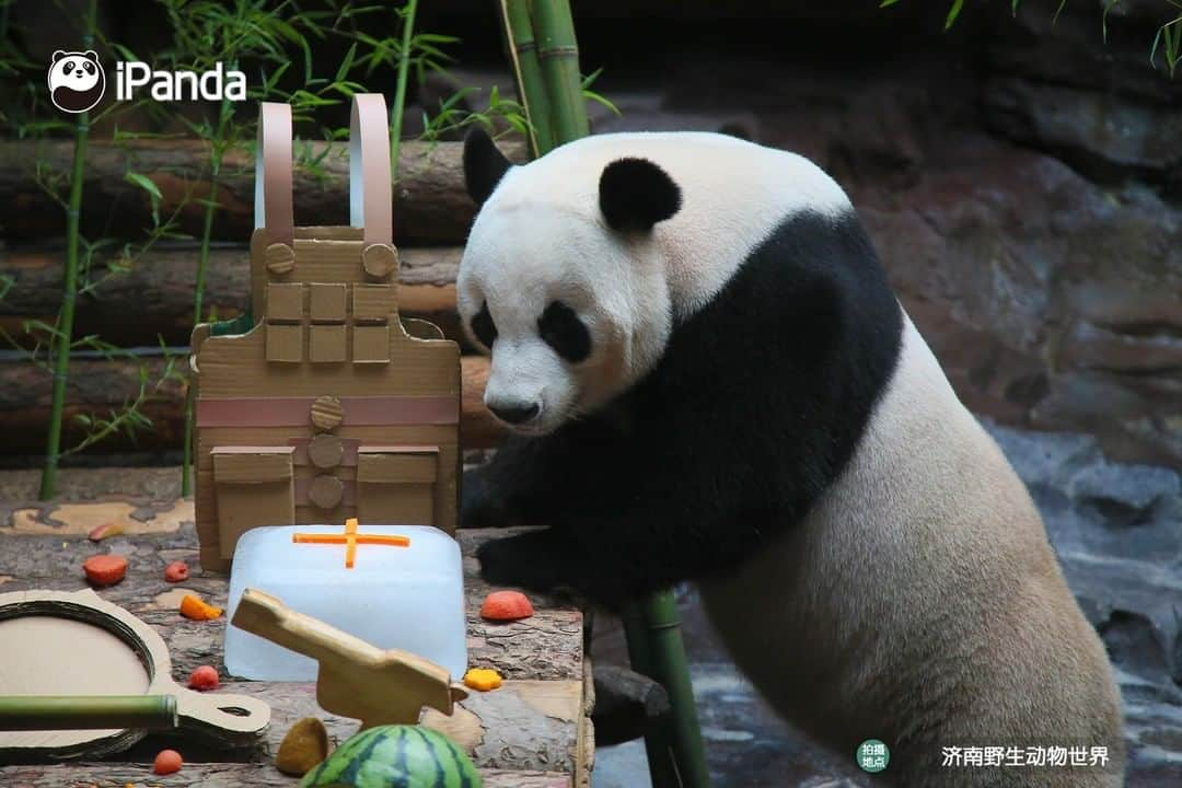 iPandaさんのインスタグラム写真 - (iPandaInstagram)「Edible satchel charge, grenade and rifle... Giant panda Er Xi at Wild World Jinan had a military-themed birthday party on his 10th birthday on July 26. Nannies are so creative! 🐼 🐾 🐼 #PandaNews #panda #ipanda #animal #pet #adorable #China #travel #pandababy #cute #photooftheday #Sichuan #cutepanda #animalphotography #cuteness #cutenessoverload」7月29日 17時30分 - ipandachannel