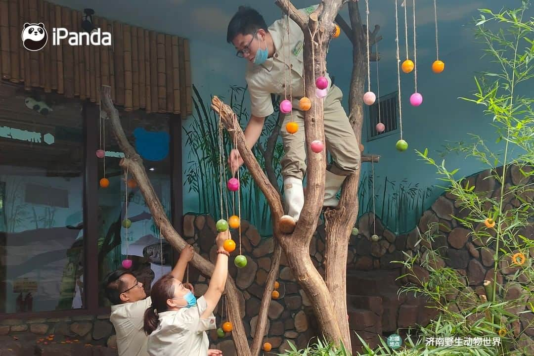 iPandaさんのインスタグラム写真 - (iPandaInstagram)「Edible satchel charge, grenade and rifle... Giant panda Er Xi at Wild World Jinan had a military-themed birthday party on his 10th birthday on July 26. Nannies are so creative! 🐼 🐾 🐼 #PandaNews #panda #ipanda #animal #pet #adorable #China #travel #pandababy #cute #photooftheday #Sichuan #cutepanda #animalphotography #cuteness #cutenessoverload」7月29日 17時30分 - ipandachannel