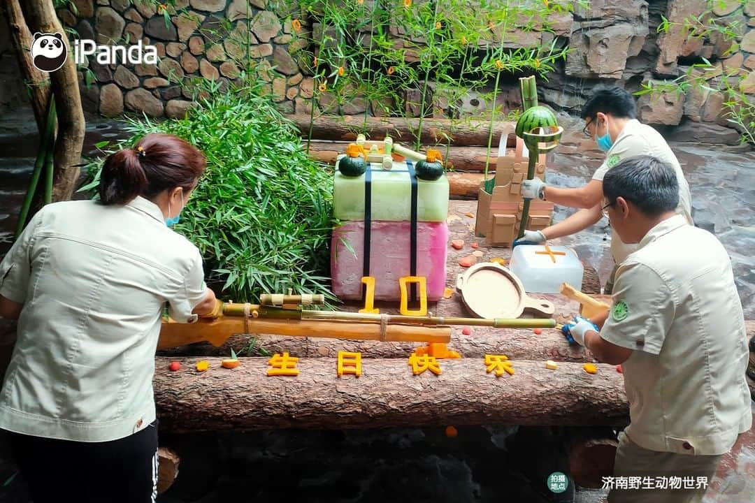 iPandaさんのインスタグラム写真 - (iPandaInstagram)「Edible satchel charge, grenade and rifle... Giant panda Er Xi at Wild World Jinan had a military-themed birthday party on his 10th birthday on July 26. Nannies are so creative! 🐼 🐾 🐼 #PandaNews #panda #ipanda #animal #pet #adorable #China #travel #pandababy #cute #photooftheday #Sichuan #cutepanda #animalphotography #cuteness #cutenessoverload」7月29日 17時30分 - ipandachannel