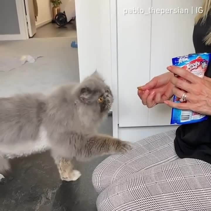 のインスタグラム：「[🔊]I'll do anything for treats ⠀ ⠀ 🎥@pablo_thepersian⠀ ⠀ Tag #MMGTW get a chance to be featured by @9gag , @meowed and 9GAG Cute⠀⠀⠀⠀⠀⠀⠀⠀⠀ ⠀⠀⠀⠀⠀⠀⠀⠀⠀ #meowed @meowed #MyMeowGotTalentWeek #MyMeowGotTalent #MMGTW #pablothepersian #persian #soundon #volumeup #🔊 #smartcat」