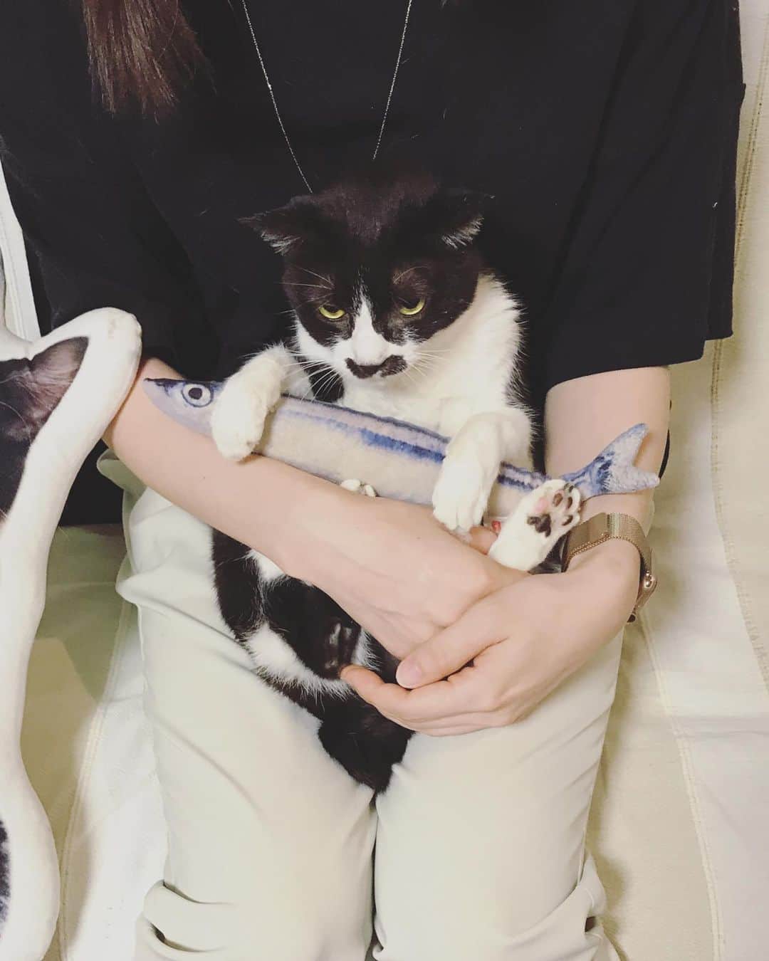もじゃころのインスタグラム：「今日の儀式です。スクロール推奨🐱➔🐶  #チョッチュ具志コロペッペ  #坂東玉隠しシャシャ丸  #あいちゃんの膝の上  #水曜日の悪夢  #バングシー」