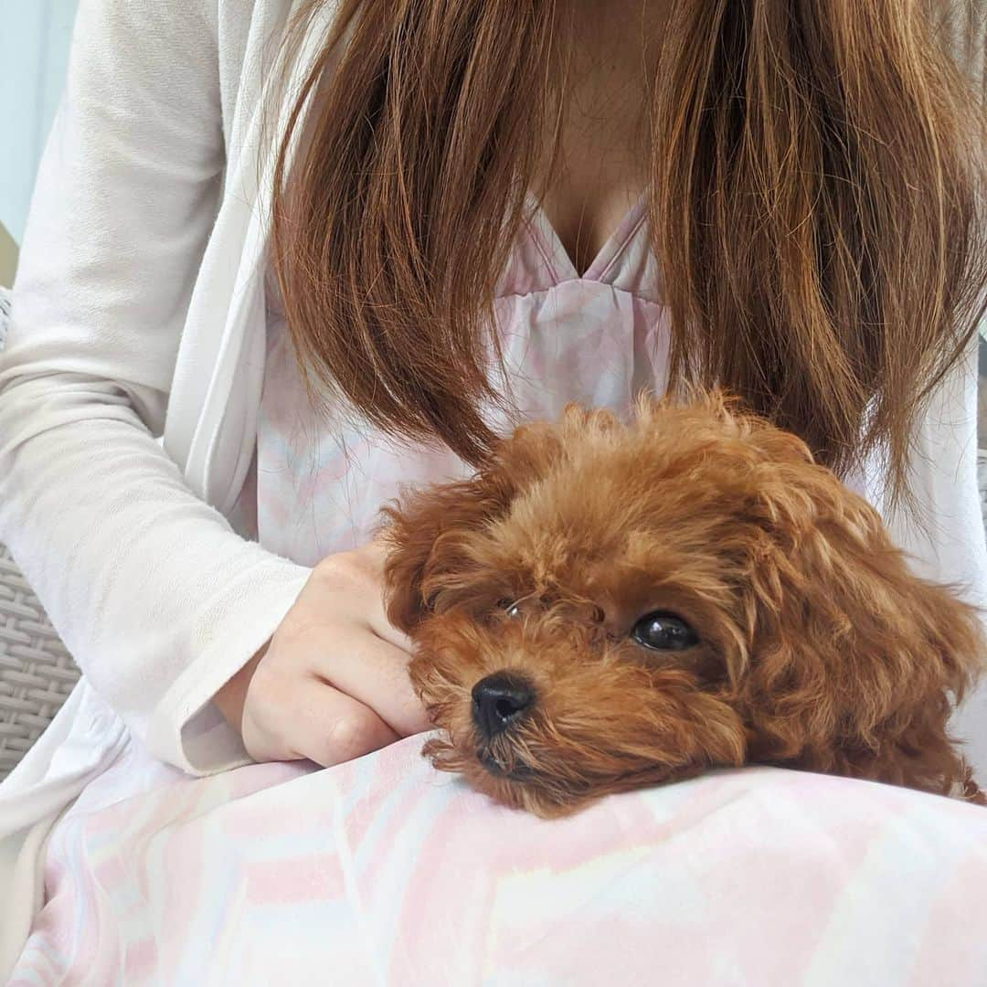 雨宮めるさんのインスタグラム写真 - (雨宮めるInstagram)「わんこが一緒だったのでテラス席あるカフェへ。 甘党の私にはピッタリの @du_riche  チョコチップハニートーストはお餅入りでねっとり甘々♡ そして何よりタピオカソフトクリーム！ 美味しくてペロリと平らげました😋  #cafeduriche #カフェドリッチェ #新大久保カフェ #大久保カフェ #韓流 #韓国スイーツ #韓国好き #koreanfood #koreanstyle #koreansweets #タピオカ #タピオカソフトクリーム #タピ活 #ハニートースト #ハニトー #甘党 #甘党女子 #インスタ映えスイーツ #インスタスポット #テラス席 #テラス席あり #テラス席のみペット可 #ペット可 #テラスのあるカフェ #新宿カフェ #cafe #terasse #terasscafe #ペット連れ #ペット連れok」7月29日 18時16分 - amamiya_melty