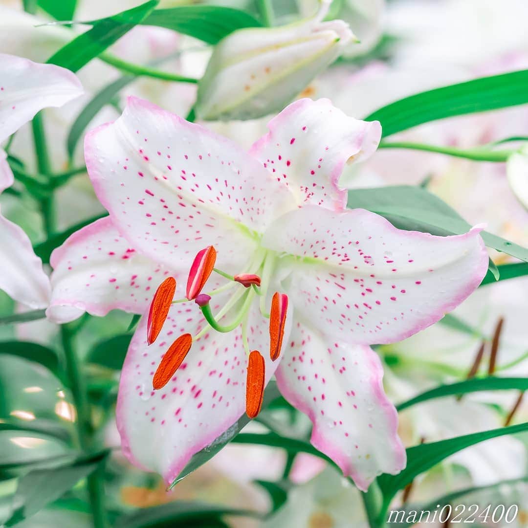 mani022400のインスタグラム：「. 29 Jul. 2020 . . こんばんはー🌸🌺🌹✨ まだ梅雨でしたっけ？ 早く梅雨明けしてほしいですね😆 . . #thanks_dear_yui　 . . location:Tokyo camera:a7r3 lens:Sony135GM . . .  🌺🌺🌺🌷🌷🌷🌹🌹🌹🌸🌸🌸 ご訪問ありがとうございます🙇 . お花以外の写真は サブアカウントにポストしています。 良かったら、覗いてください🙇🙇 ⬇️⬇️⬇️ @mani0224000   . 🌺🌺🌺🌷🌷🌷🌹🌹🌹🌸🌸🌸 . . . . . 🔷🔷🔷🔷🔷🔷🔷🔷🔷   discoverwithalpha ﻿ japan_ilc﻿  a7rm3 ﻿ sel135f18gm  sel55f18z  #カメラ好きな人と繋がりたい  #flower  #花 #flowers   #写真好きな人と繋がりたい love_bestjapan  serahana ファインダー越しの私の世界    #花のある暮らし  #bns_lite #eclecticshow #explore_floral . #9vaga9  9Vaga_Rose9  9vaga_3flowers9  #floristsandflowers #ip_for_blossoms_vip  #fabulous_shots ig_flowers #ponyfony_flowers #meiko_flora_member meiko_roses  #myheartinshots #la_flowers #rainbow_petals #top_favourite_flowers  #quintaflower #inspiring_shot #phx_flowers dreaming_in_macro #j_flower_shots flower_special_legend　nature_special_legend  #ind_flowers #tv_flowers　　 #best_mmf_vipday  #best_beauty_flora_  9vaga_flowersart9 #ptk_flowers #fleur_noblesse_m  .」