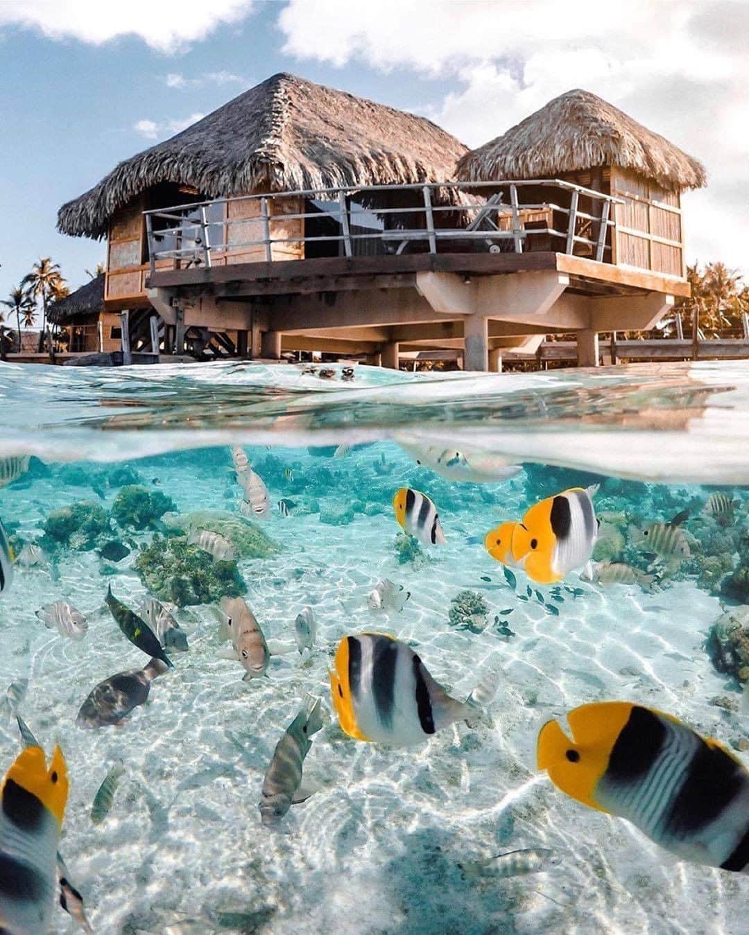 Discover Earthさんのインスタグラム写真 - (Discover EarthInstagram)「"Vacation vibes 🐠" So many fishes... 🇵🇫 #discoverfrenchpolynesia with @tiffpenguin  #fish #frenchpolynesia #hotellife」7月29日 19時00分 - discoverearth