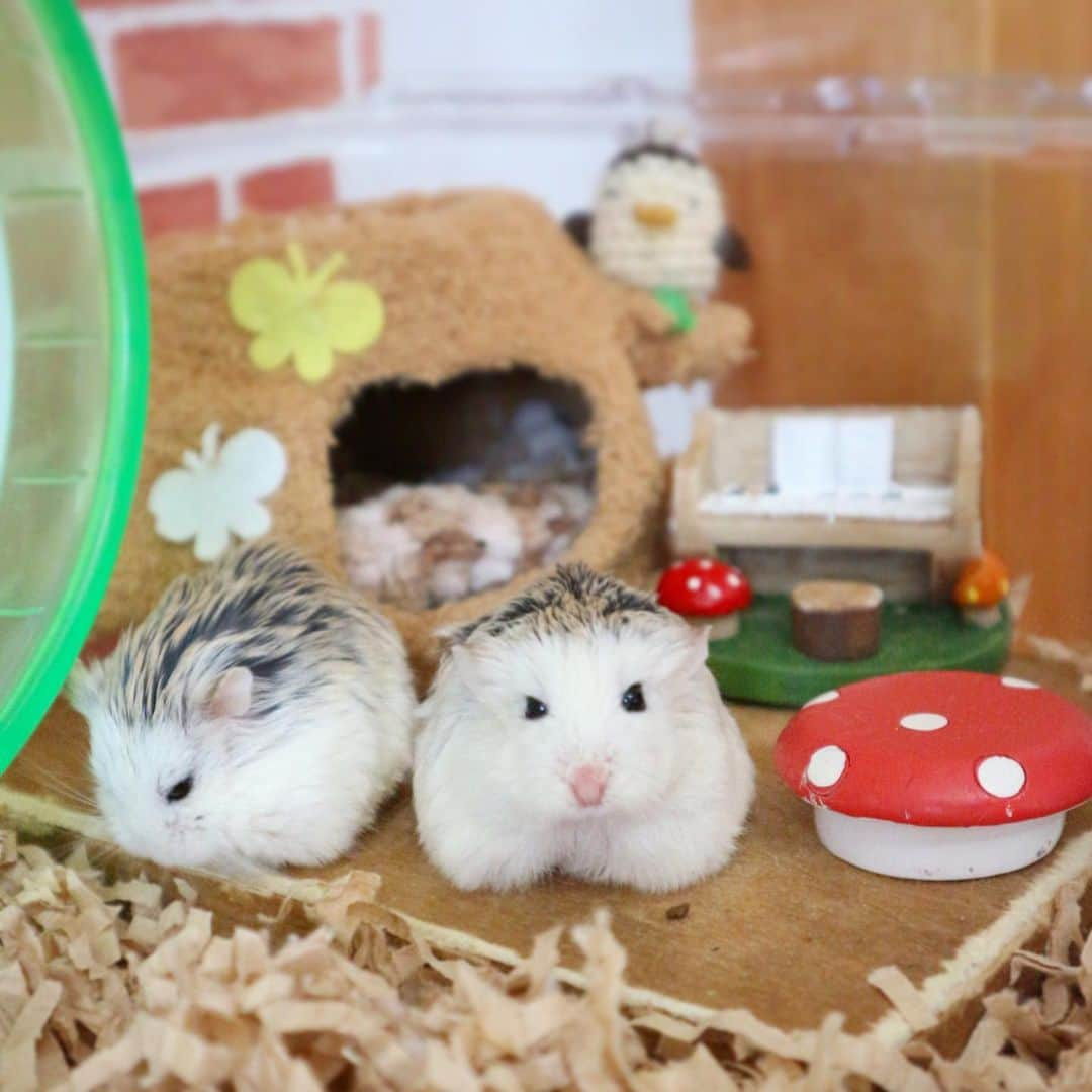 hamster_mocoのインスタグラム