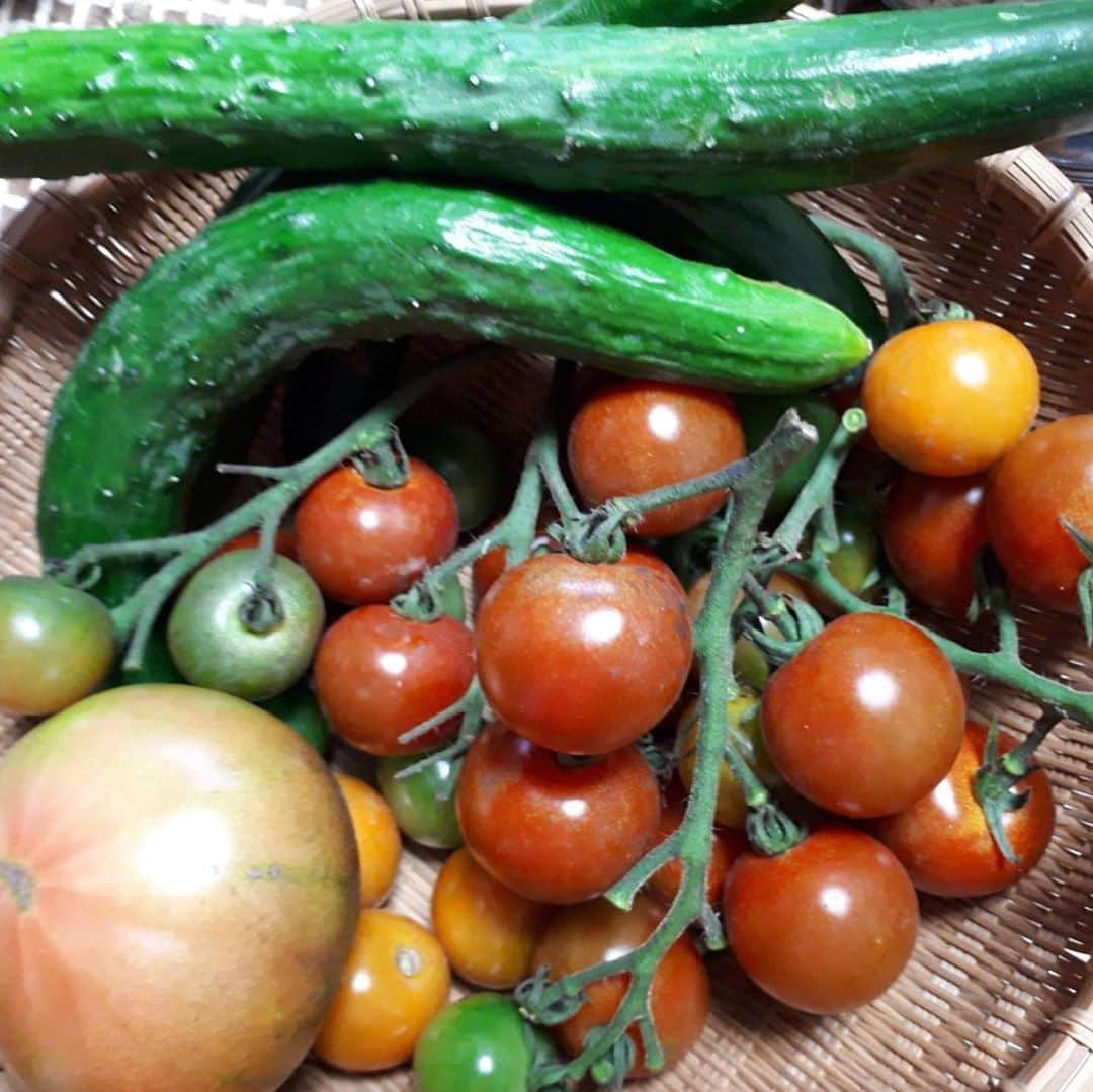 佐藤ちひろさんのインスタグラム写真 - (佐藤ちひろInstagram)「実家から夏野菜が届きました！ 早速食べちゃいました！ 美味しかったです🥰  アベプラ21時からです！見てくださいね🍅  #夏野菜　#野菜　#トマト　#ミニトマト　#キュウリ　#きゅうり　#畑　#はたけ」7月29日 19時09分 - chihiro.sato_ex