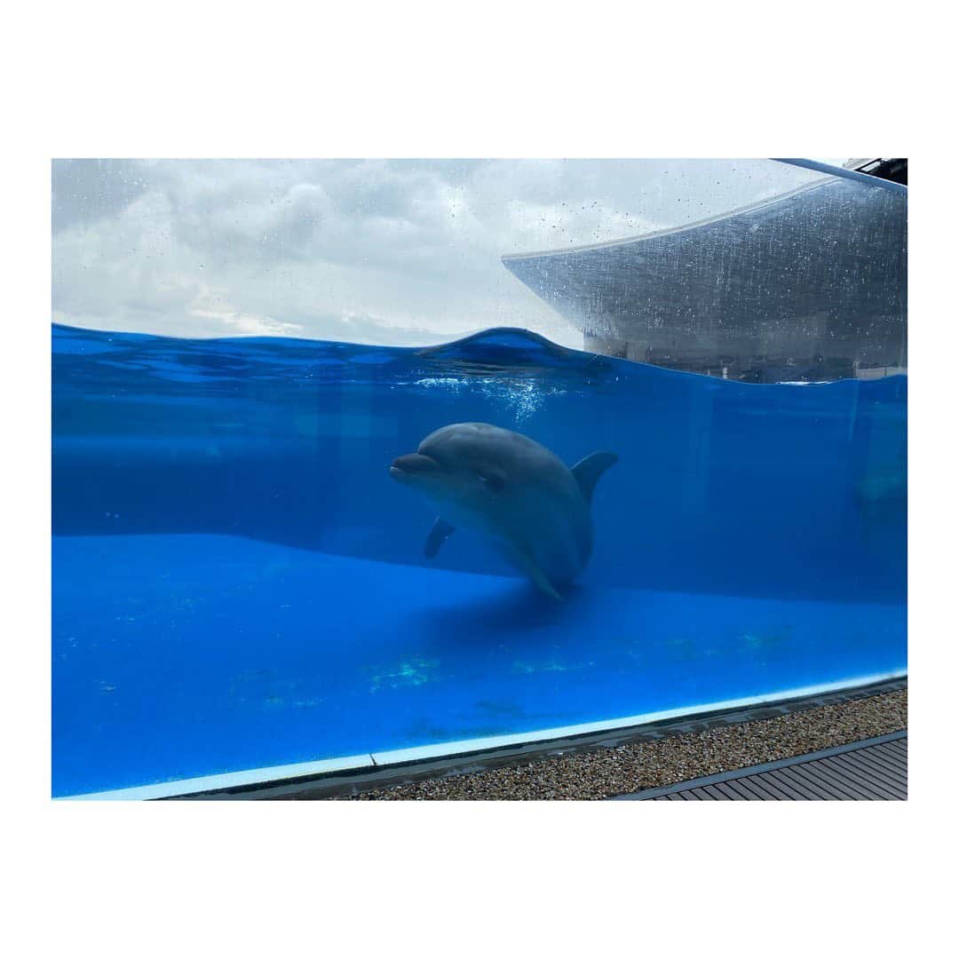 小塚舞子のインスタグラム：「明日はおは朝！クローズアップのコーナーよろしくお願いします☺︎ 夏こそ楽しい！動物園&水族館。夏ならではの生き物の姿が見られたり、涼しいところで癒されたり。おとなも子どもも楽しめます！ ぜひご覧ください！ #おはよう朝日です」