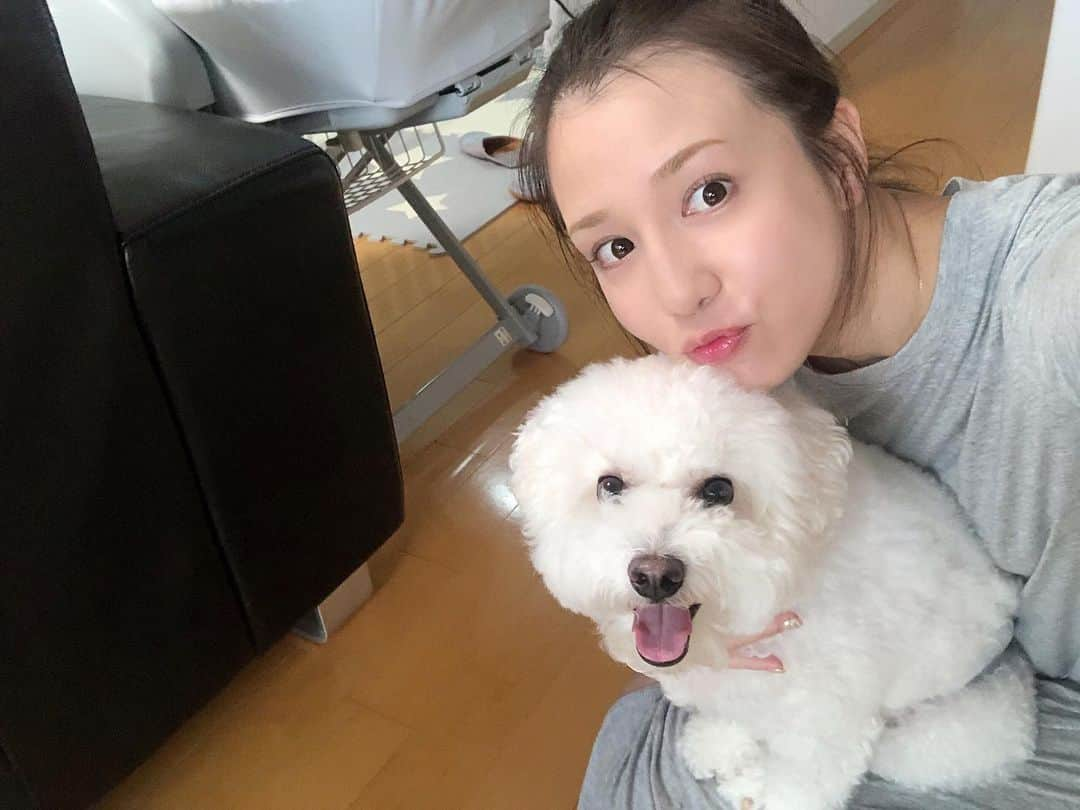 丸高愛実さんのインスタグラム写真 - (丸高愛実Instagram)「友達の愛犬トトと📷💓 私のお膝にずーっといるの🥺たまらん🥺 #ビションフリーゼ　#可愛い」7月29日 19時29分 - marutakamanami