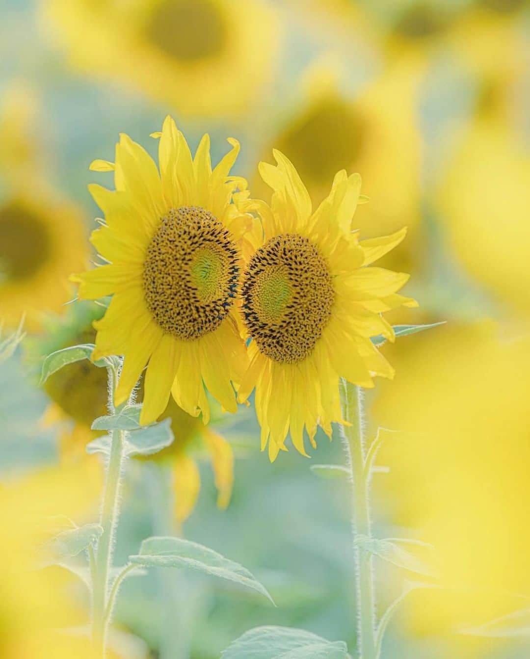 花の写真館のインスタグラム：「Photo by @aocha131.⠀ https://instagram.com/aocha131/⠀ .⠀ Original Post[投稿いただいたURL]⠀ https://www.instagram.com/p/CC576kGpJe5/⠀ .⠀ 本アカウントは、 #私の花の写真 をつけてInstagramに投稿された皆さまの花の写真や、「花の写真館」Facebookページで投稿された花の写真を紹介します。⠀ 「花の写真館」Facebookページは、「 @floral.photograph 」のプロフィールにあるURLからご覧ください。⠀ .⠀ ※各自、政府、自治体など公的機関の指示に従った行動をお願いします。⠀⠀ 東京カメラ部および分室では、写真を「見る楽しみ」を提供することを通して、微力ながら皆様にわずかな時間でも癒しをお届けしたいと思っております。⠀ ※本アカウントは東京カメラ部がFacebook、Instagramのサービスを利用して運営しているもので、Facebook社・Instagramとは一切関係ありません。⠀ .⠀ #花の写真館 #floralphotograph #floralphoto #flower #flowers⠀ Follow: @floral.photograph」