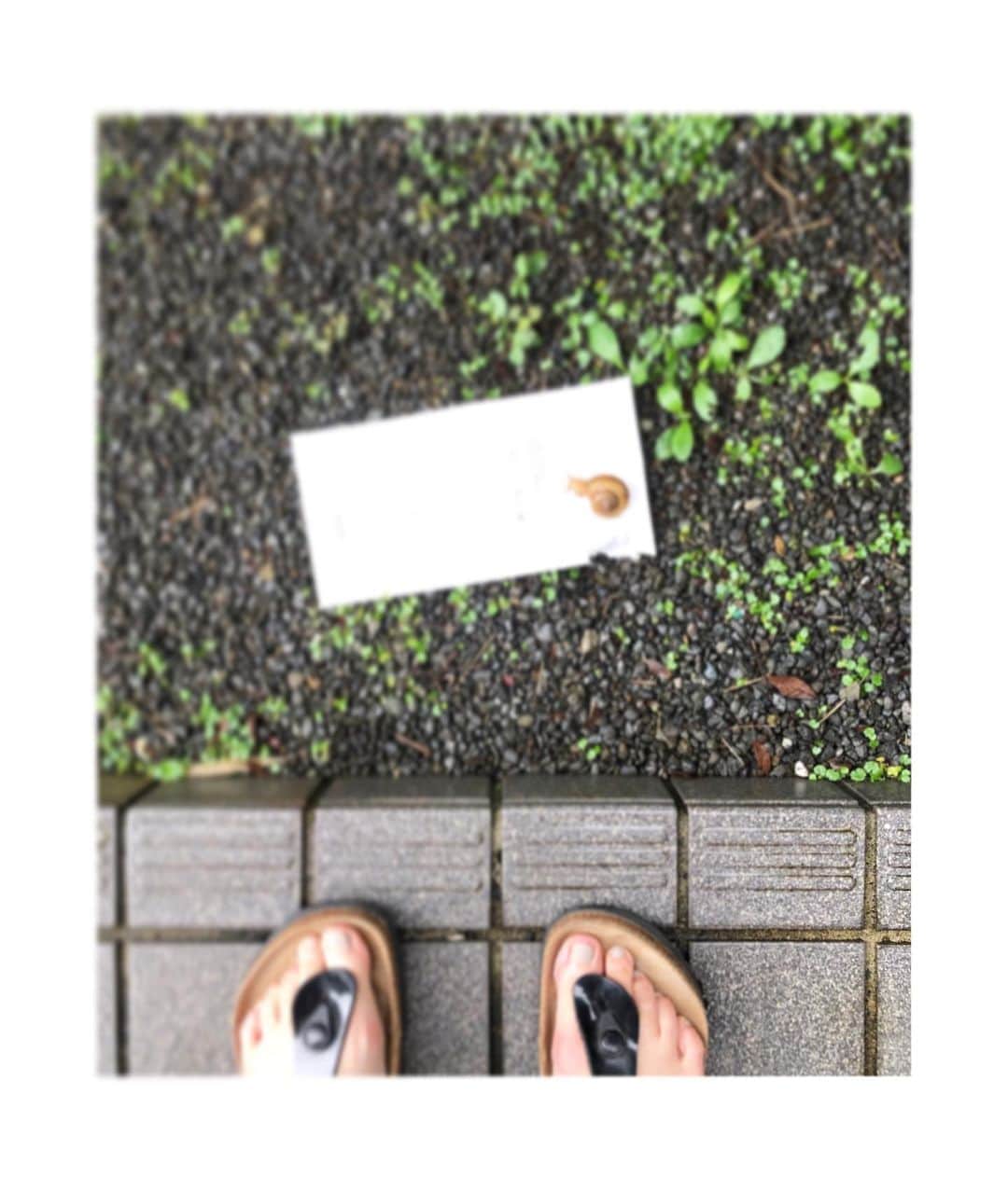 井山三希子さんのインスタグラム写真 - (井山三希子Instagram)「ポストから手紙が落ちその上に🐌」7月29日 19時42分 - nikoyagi