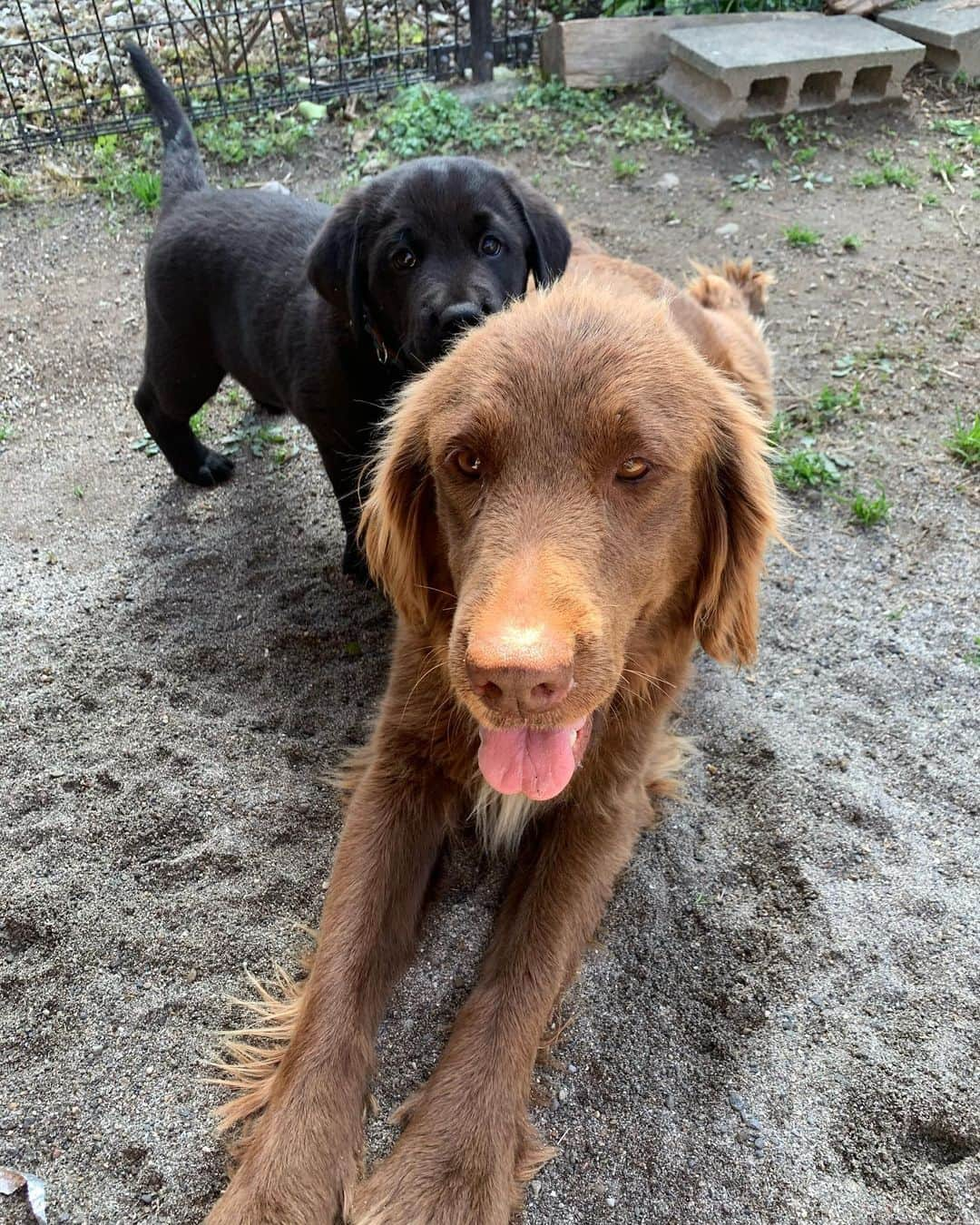 ANNA さんのインスタグラム写真 - (ANNA Instagram)「🌈JB & SUMMER🌈・ ・ ・ ・  #JB #SUMMER #family  #mygirls #flatcoatedretriever #フラットコーテッドレトリバー #親子」7月29日 19時51分 - anna_flare