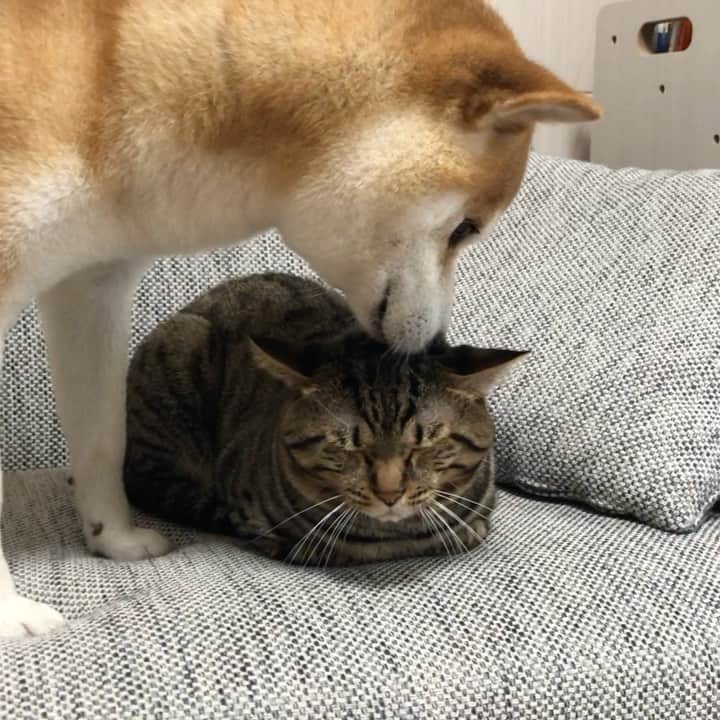 ゆうとろ（柴犬ゆうと猫のとろ）のインスタグラム