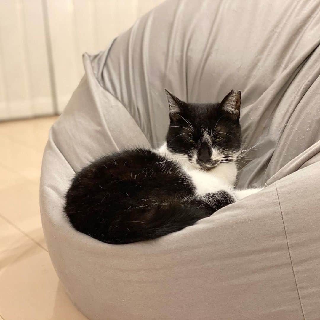 くまお父のインスタグラム：「本日の婦人。 #父がいます #父水曜日は早帰りデー  #ilovecats」