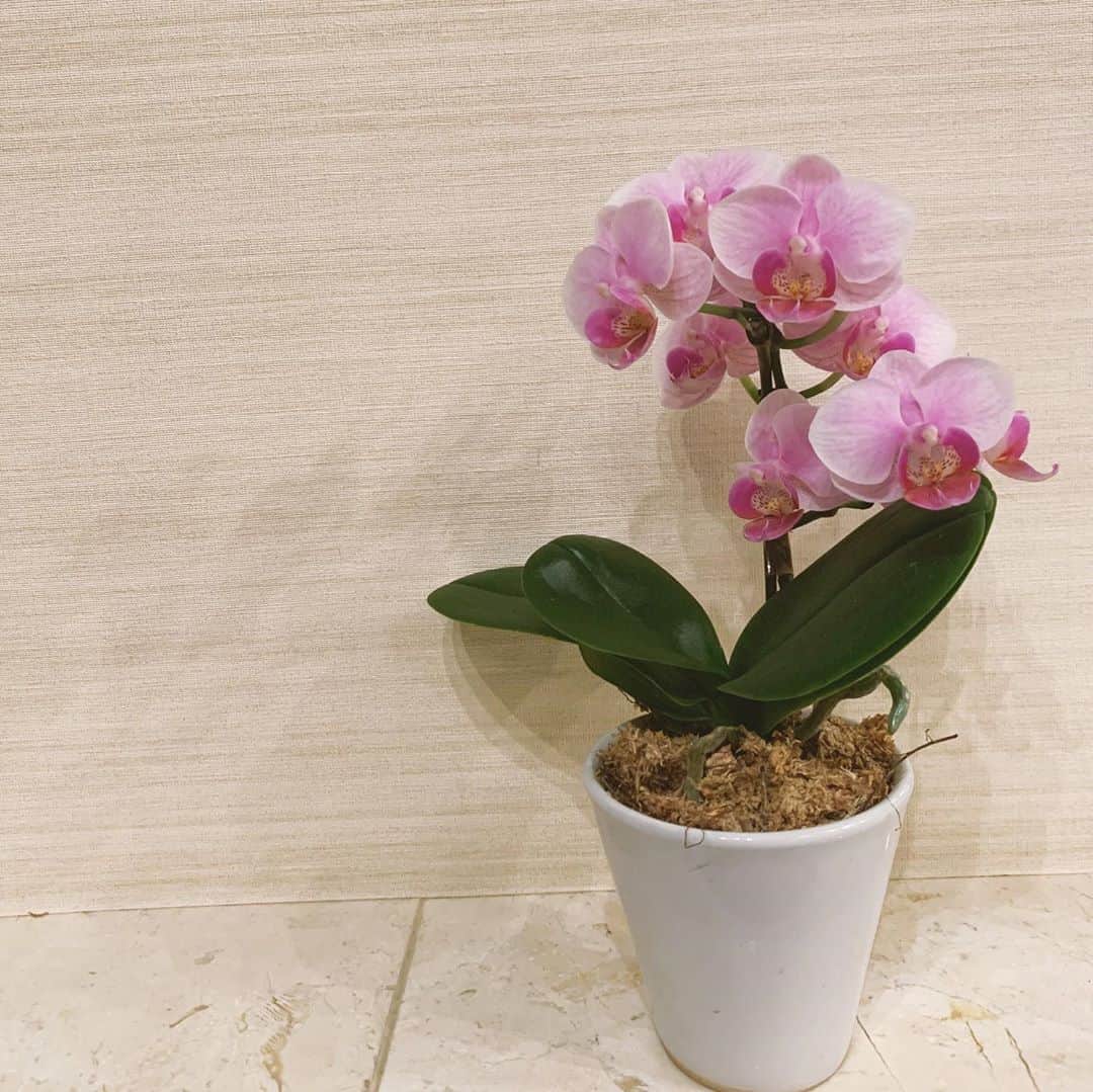 静麻波さんのインスタグラム写真 - (静麻波Instagram)「今日は久しぶりに事務所へ🐥  帰りにかわいいお花屋さんをみつけました。 3枚目のミニサイズの胡蝶蘭💐 私は初めて見たんだけど小さくてとてもかわいい💕癒されます😂」7月29日 20時40分 - manami_shizuka