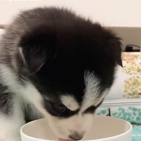 husky and malamuteのインスタグラム：「Mmmmm...😘😘😘」