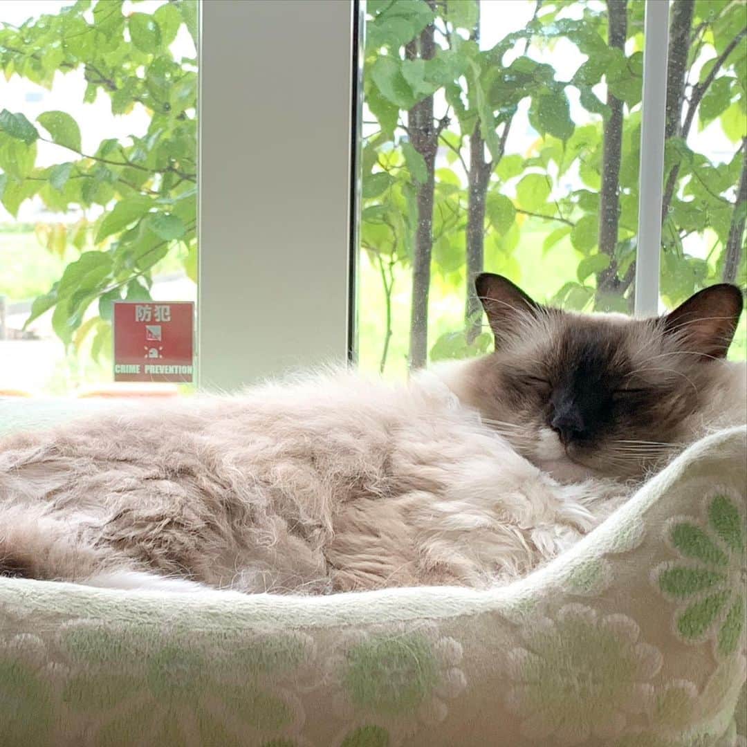 takegaeruのインスタグラム：「緑にかこまれてスヤスヤランちゃんマン😴 癒しです🙂  #cat #猫 #ragdoll #ラグドール #ホワイトポッチーズ」