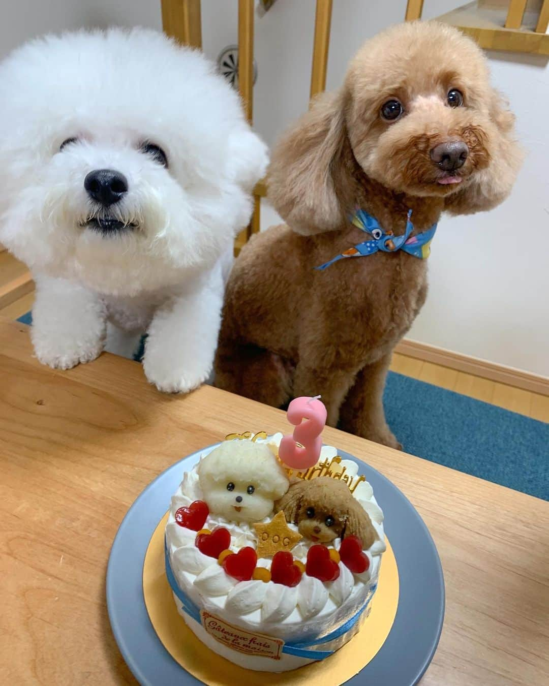 HISANAさんのインスタグラム写真 - (HISANAInstagram)「今日は、れおんたん3歳の誕生日🎂💕 ちくたんと仲良くケーキを食べました🍰  ケーキは去年と同じアトリエワフさんにお願いしました☺️ 似とるよね？🐶🐶 美味しかったみたいで、ちくたんおかわりした😋 毎日癒しと幸せをありがとう🤍 長生きしてね🥺」7月29日 21時52分 - hisana22