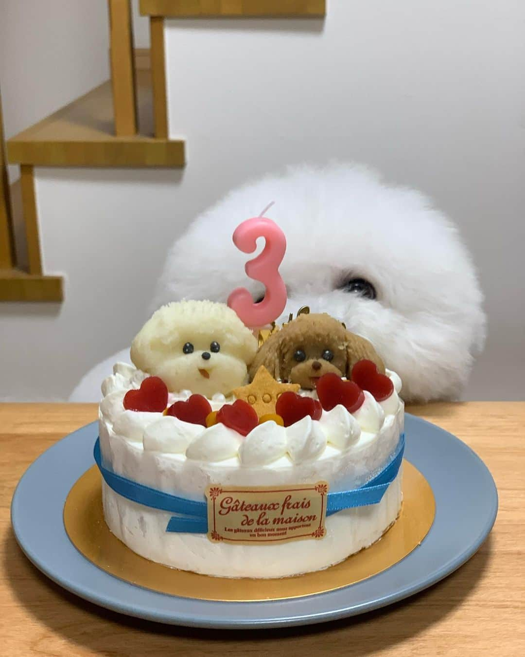 HISANAさんのインスタグラム写真 - (HISANAInstagram)「今日は、れおんたん3歳の誕生日🎂💕 ちくたんと仲良くケーキを食べました🍰  ケーキは去年と同じアトリエワフさんにお願いしました☺️ 似とるよね？🐶🐶 美味しかったみたいで、ちくたんおかわりした😋 毎日癒しと幸せをありがとう🤍 長生きしてね🥺」7月29日 21時52分 - hisana22