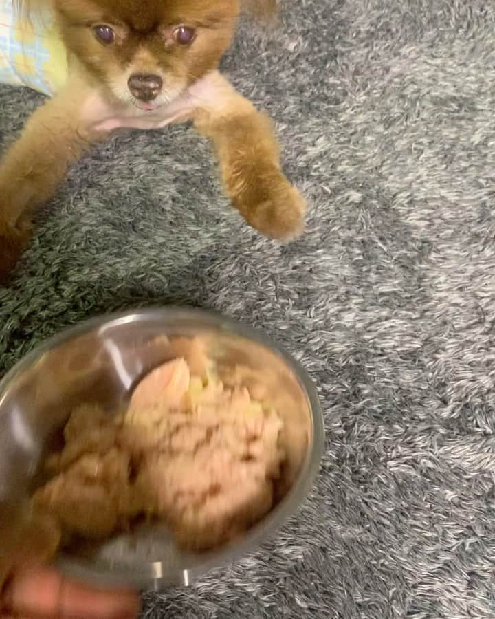 Codyのインスタグラム：「LOOK WHO’S HOME!!!!!  クマちゃんが帰って来た〜」