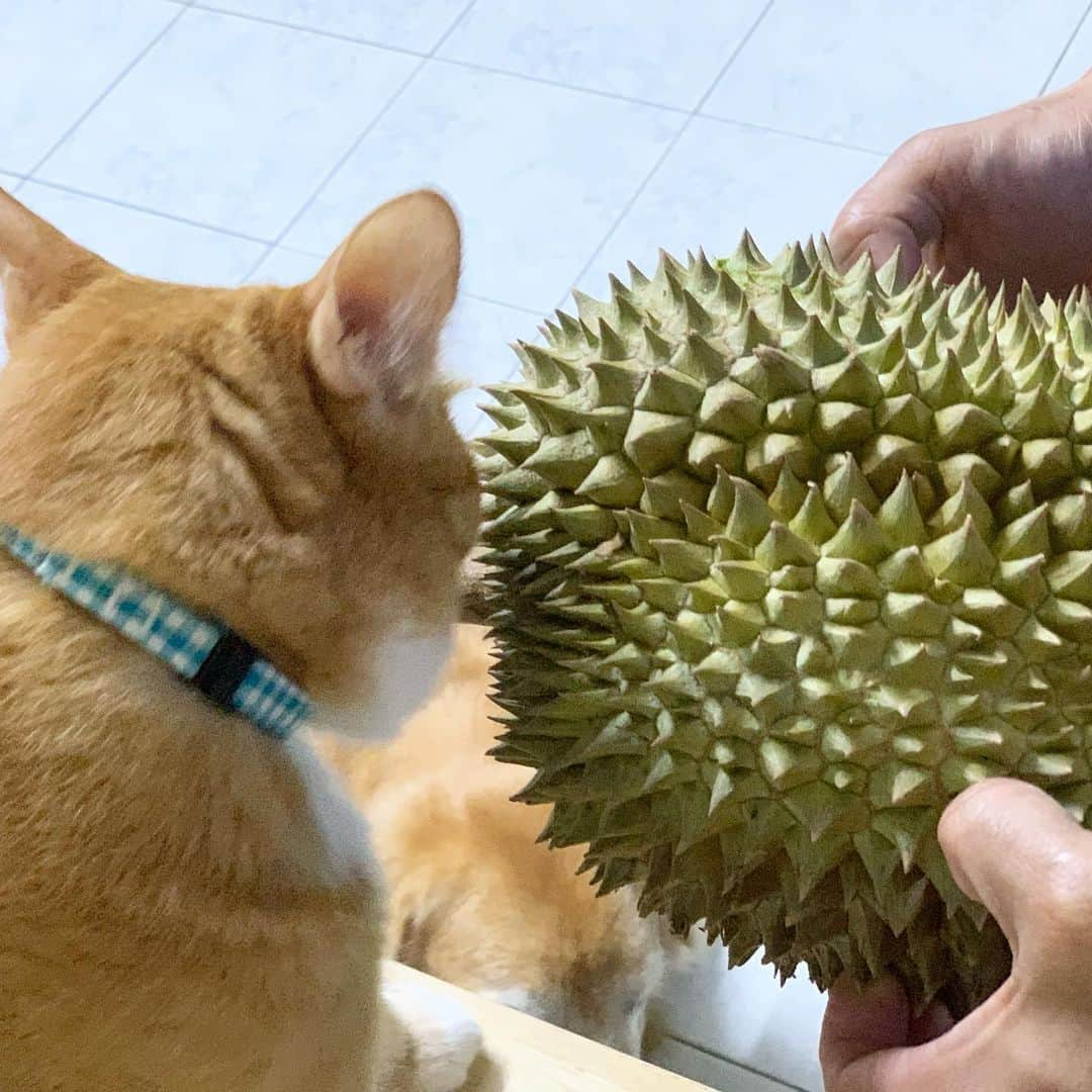 tamatamagoさんのインスタグラム写真 - (tamatamagoInstagram)「Beautiful durian 💨💨 ทุเรียนจากนครศรีธรรมราช💖 . . 　 今タイはドリアンの季節。 買ったらなかなかの値段する 綺麗なドリアンが届きました😆 義母さんコップンカー🙏🏻 しかし、明日からマオパパ出張💨 どうなる‼️ . . 　 #まだ熟れてない #いつ熟れるのよ💨 #いない時に熟れたら困るからね💨💨 #食べれるけどバカみたいには食べない😆 . . 　 2020/07/29  . . 　 #ドリアン　#ทุเรียน #durian」7月29日 22時43分 - tamatamago