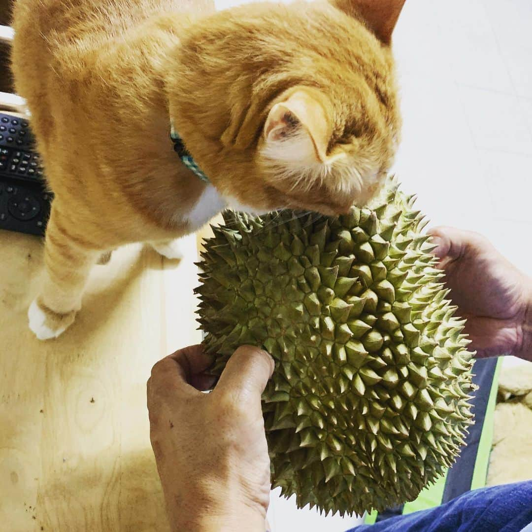 tamatamagoさんのインスタグラム写真 - (tamatamagoInstagram)「Beautiful durian 💨💨 ทุเรียนจากนครศรีธรรมราช💖 . . 　 今タイはドリアンの季節。 買ったらなかなかの値段する 綺麗なドリアンが届きました😆 義母さんコップンカー🙏🏻 しかし、明日からマオパパ出張💨 どうなる‼️ . . 　 #まだ熟れてない #いつ熟れるのよ💨 #いない時に熟れたら困るからね💨💨 #食べれるけどバカみたいには食べない😆 . . 　 2020/07/29  . . 　 #ドリアン　#ทุเรียน #durian」7月29日 22時43分 - tamatamago