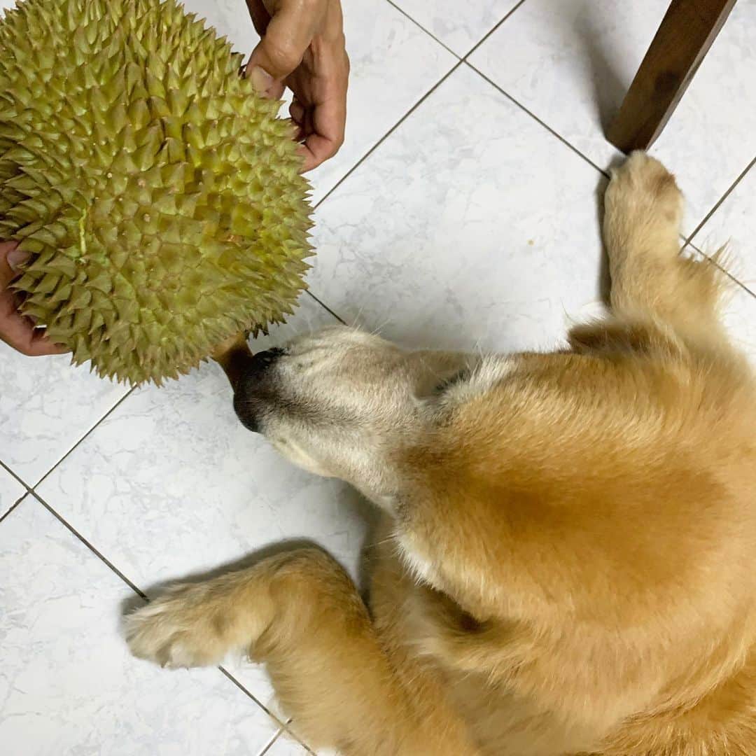 tamatamagoさんのインスタグラム写真 - (tamatamagoInstagram)「Beautiful durian 💨💨 ทุเรียนจากนครศรีธรรมราช💖 . . 　 今タイはドリアンの季節。 買ったらなかなかの値段する 綺麗なドリアンが届きました😆 義母さんコップンカー🙏🏻 しかし、明日からマオパパ出張💨 どうなる‼️ . . 　 #まだ熟れてない #いつ熟れるのよ💨 #いない時に熟れたら困るからね💨💨 #食べれるけどバカみたいには食べない😆 . . 　 2020/07/29  . . 　 #ドリアン　#ทุเรียน #durian」7月29日 22時43分 - tamatamago