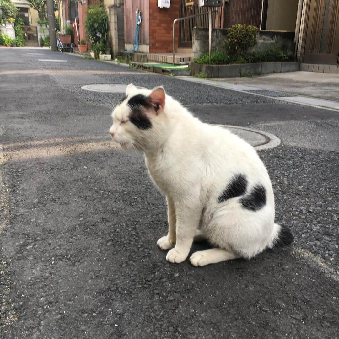 Kachimo Yoshimatsuさんのインスタグラム写真 - (Kachimo YoshimatsuInstagram)「一年前のナナクロ Nanakuro a years ago Photo:2019.07.29 だいぶ私が悪い人間ではないと認めてくれたようで、リラックスしはじめた。けどリラックスしすぎだろうという声もありますが…  一年前のナナクロが上がらない日は、来てない日です。  #うちの猫ら #ナナクロ #nanakuro #一年前のナナクロ #猫 #ねこ #cat #ネコ #catstagram #ネコ部 http://kachimo.exblog.jp」7月29日 22時54分 - kachimo