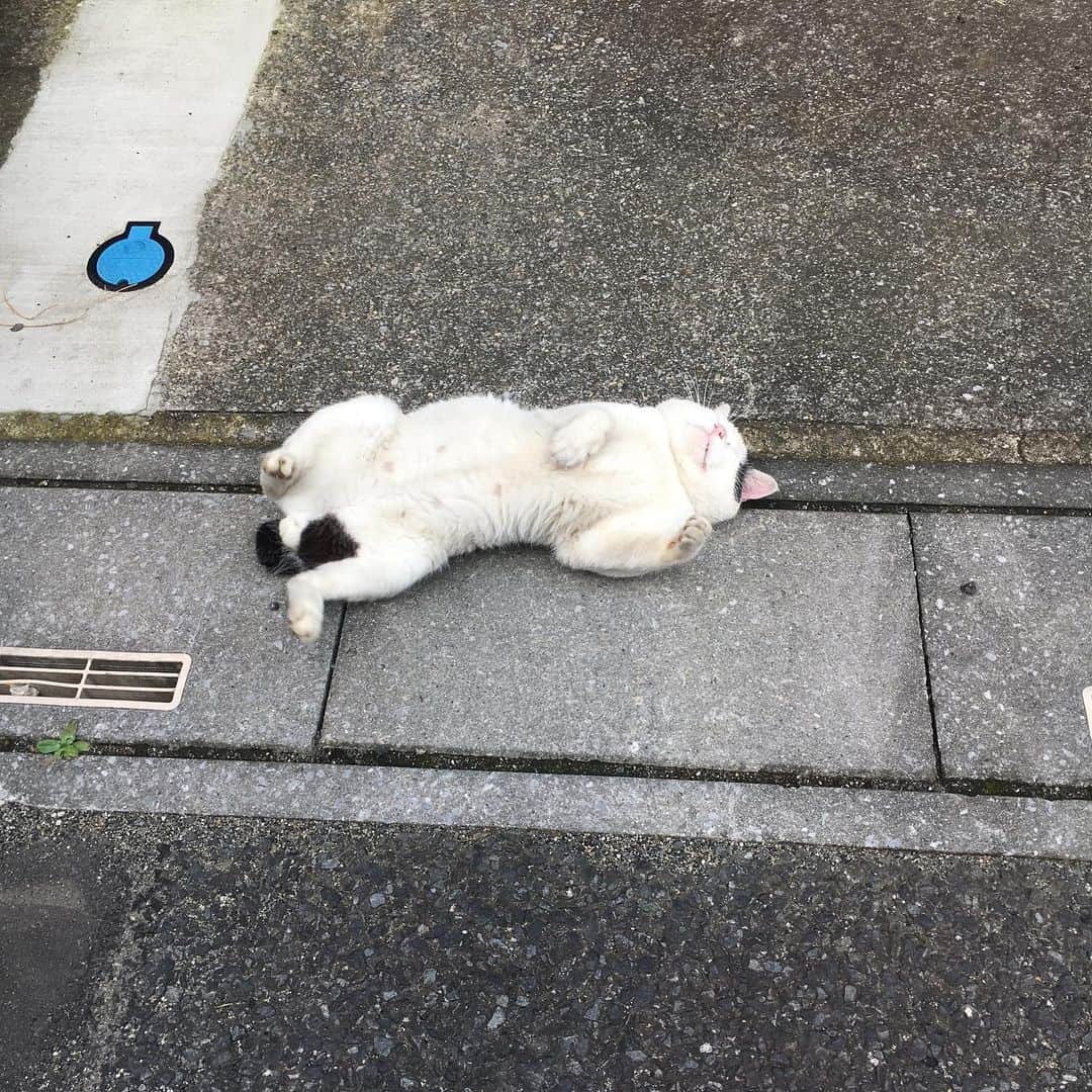 Kachimo Yoshimatsuさんのインスタグラム写真 - (Kachimo YoshimatsuInstagram)「一年前のナナクロ Nanakuro a years ago Photo:2019.07.29 だいぶ私が悪い人間ではないと認めてくれたようで、リラックスしはじめた。けどリラックスしすぎだろうという声もありますが…  一年前のナナクロが上がらない日は、来てない日です。  #うちの猫ら #ナナクロ #nanakuro #一年前のナナクロ #猫 #ねこ #cat #ネコ #catstagram #ネコ部 http://kachimo.exblog.jp」7月29日 22時54分 - kachimo