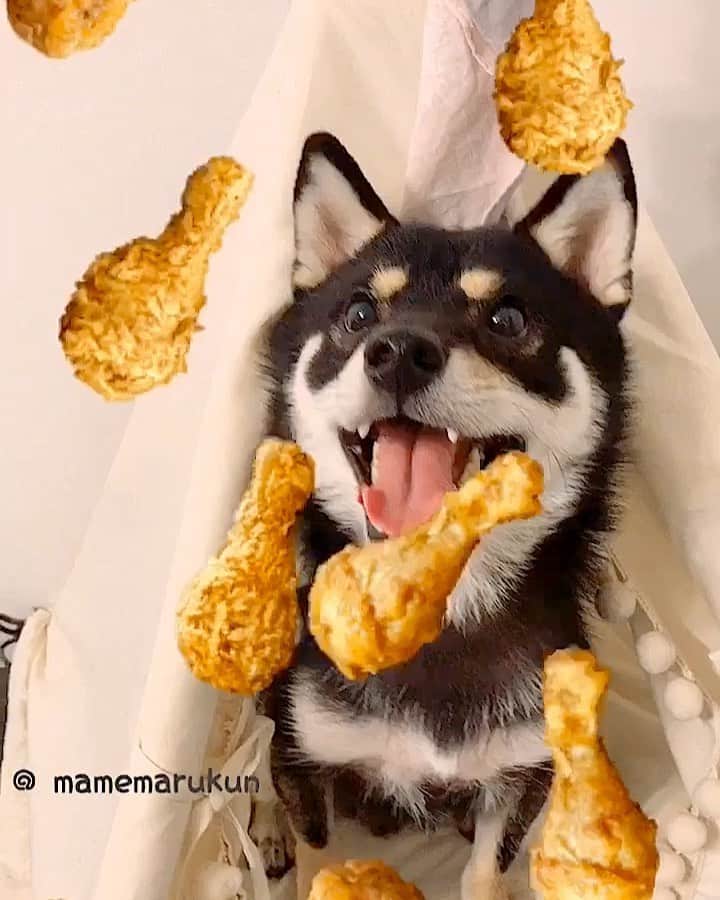 まめ丸のインスタグラム：「* * 【 今日は肉の日🍖 】 わぁぁー❣️ おにく天国だぁ🍖🐶💓💓💓 * Lots of chicken meat🐶🍗❣️ I'm super happy🐶💓💓💓 * #どれからたべようかな #まめ丸肉の日 🍖 #リポストまめ丸 * #柴犬#豆柴#柴#黒柴#ふわもこ部#いぬのきもち#shiba#shibainu#shibastagram#shibadog#puppy#instadog#dogstagram#dog#instashiba#petstagram#pet#9gag#cute#adorable#강아지#doglover#weeklyfluff#dailyfluff#snow#snowまめ丸」