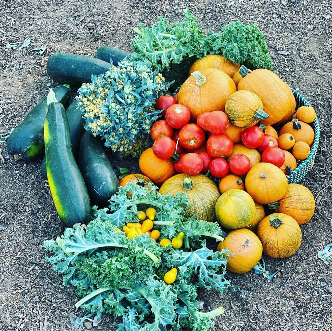 ケリスのインスタグラム：「Looks like this weeks GOLD MINE BOXES will have something pumpkin in them. Every week I try to add something from my farm . Are you ready for a new box ?! #produce #bipoc #blackfarmer #land #veggies #fresh #goodfood #cheflife #natural #nogmo #foodies #farm #life #quarentine #healthylifestyle」
