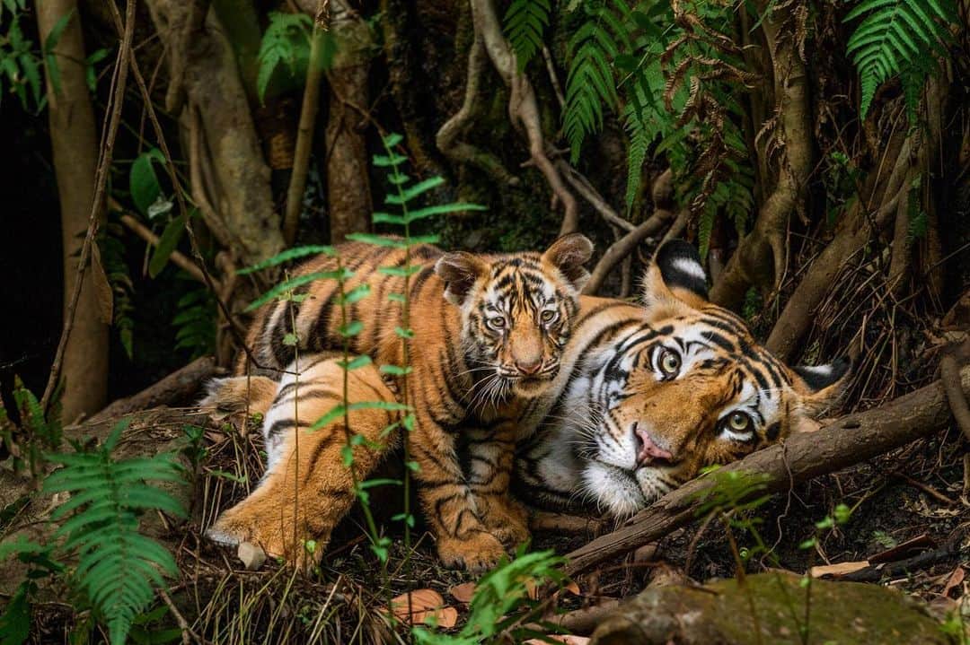 ナショナルジオグラフィックさんのインスタグラム写真 - (ナショナルジオグラフィックInstagram)「Photos by @stevewinterphoto  It's International Tiger Day! Let’s celebrate one of the most powerful, mystical beings on our planet. I’ve spent 20 years documenting this magnificent animal for @natgeo, the largest of the big cats—and the most endangered. There are perhaps 4,000 left in the wild across Asia, with that number split among five subspecies. India’s Bengals have the most hope, with about 2,300; meanwhile, just a few hundred Indochinese, Siberian, Sumatran, and Malay tigers remain. I've documented tigers in Thailand, Myanmar, Bhutan, Sumatra, and India, where this iconic species faces the same threats: habitat loss, deforestation, and poaching for a lucrative, growing trade in tiger skins and bones used in “tiger bone wine,” with China as the largest consumer, followed by Vietnam, and Laos. This deadly commerce is driven by consumer demand—and masterminded by international cartels. When demand ceases, so too will the poaching of this beautiful cat. This pandemic has been a harsh reminder that our survival is inextricably linked to the health of the planet. Saving the  landscapes these animals inhabit will protect other animals and conserve forests that sequester carbon, mitigating climate change. So if we can save big cats we can help save ourselves.  Mom and cub, Bandhavgarh National Park, India (first image); Sumatran tiger, caught with a camera trap (second); Sumatran tiger cub that spent four days in a snare and lost its right front leg (third); and a year-old cub—the same one in the first image, 10 months later. Check out our Nat Geo book, "Tigers Forever: Saving the World’s Most Endangered Big Cat,” written by Sharon Guynup, a NG Explorer. #InternationalTigerDay  Check out Nat Geo's link in bio for our most recent story on captive tigers in the United States.」7月29日 23時38分 - natgeo