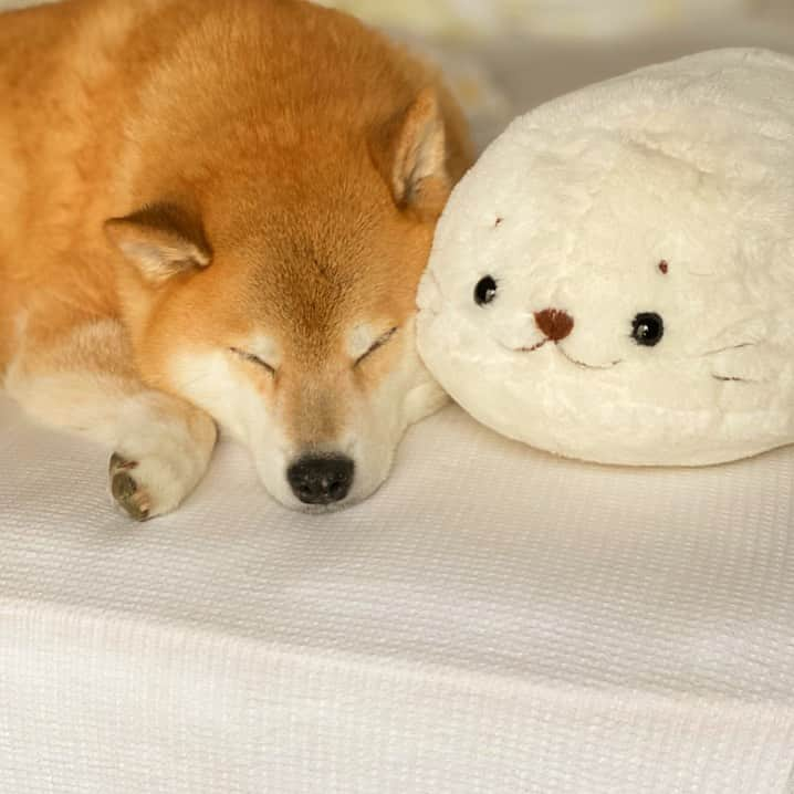 まる（まるたろう）さんのインスタグラム写真 - (まる（まるたろう）Instagram)「Good night!✨🐶💤✨今日のお肉最高だったな〜🥴 #また明日から頑張っちゃおっと #いい事あるもんね #みんなもいい事あったかな☺️ #まるとしろたん」7月30日 0時08分 - marutaro