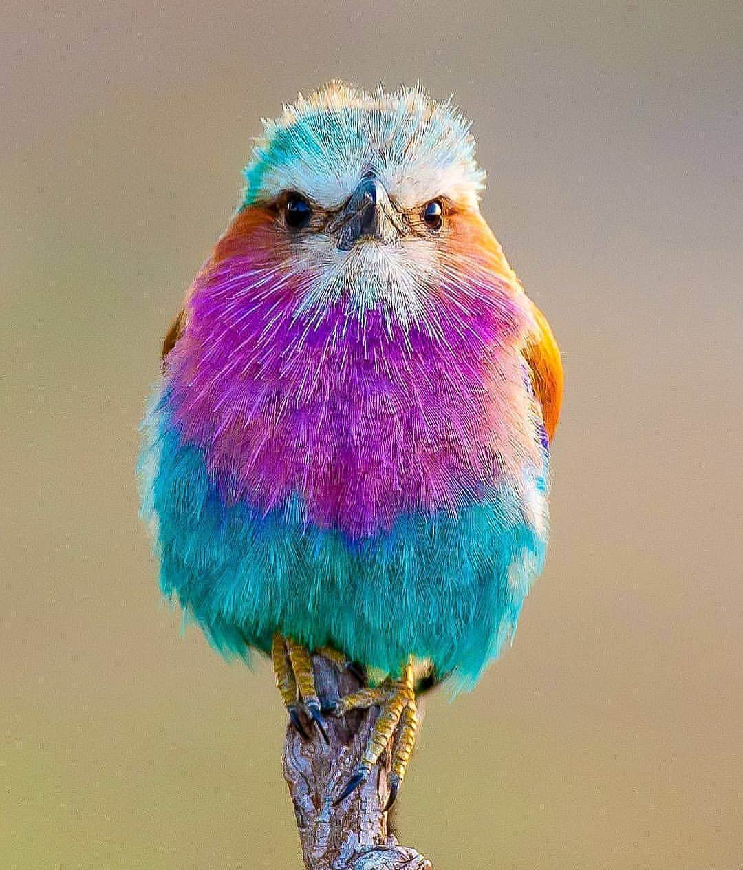 Cute baby animal videos picsさんのインスタグラム写真 - (Cute baby animal videos picsInstagram)「Follow @dailybirdshow for awesome bird pictures ❤️  Lilac-breasted roller by @praveensiddannavar . . #your_best_birds #bestbirdshots #best_birds_of_world #bird_brilliance #nfnl #elite_worldwide_birds #birds_adored #bird_captures #ip_birds  #nuts_about_birds #bns_birds #birds_illife #best_birds_of_ig #marvelouz_animals #bb_of_ig #macro_turkey #feather_perfection #planetbirds #world_mastershotz_nature  #allnatureshots #amazingphotohunter #master_shots #exclusive_wildlife #nature_brilliance #earthcapture」7月29日 23時59分 - cutie.animals.page