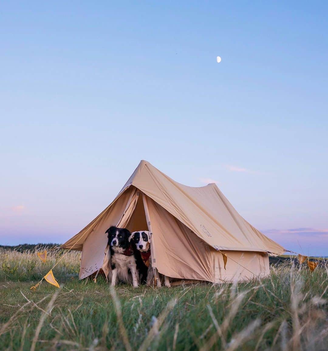 Andrew Knappのインスタグラム：「It’s been hot. Camping in the truck is not great when it’s hot. The dogs haven’t been happy, none of us have been sleeping well, so I set up this tent last night. @nordiskoutdoor  sent it to me for my book which is the best looking tent I could find on the internet. We watched the moon set, listened to the breeze and the mosquitos trying to get in, and had a great sleep, what more could you ask for?  I should mention that a lot of these items I’m shooting for the kids book will be in a raffle fundraiser when I launch it next summer. So you could own this very tent if you wait a year. That’s also hopeful because it means that this year is going to end.」