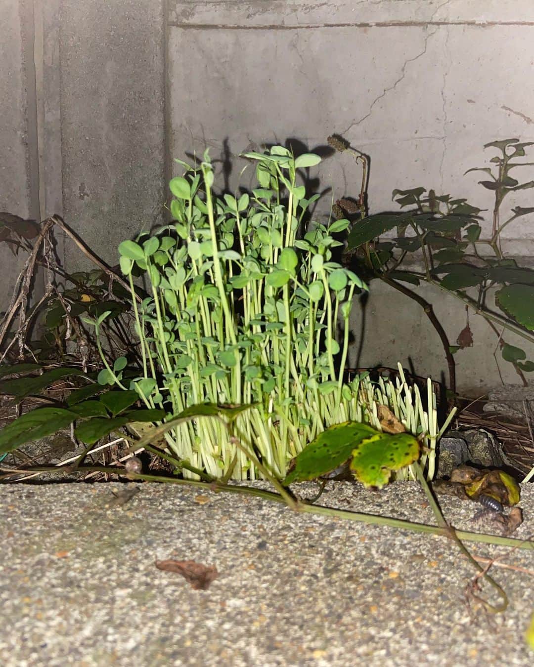 進祐哉のインスタグラム：「野に放った豆苗の成長を見守りたいと思います🌱 いい感じです🌱」